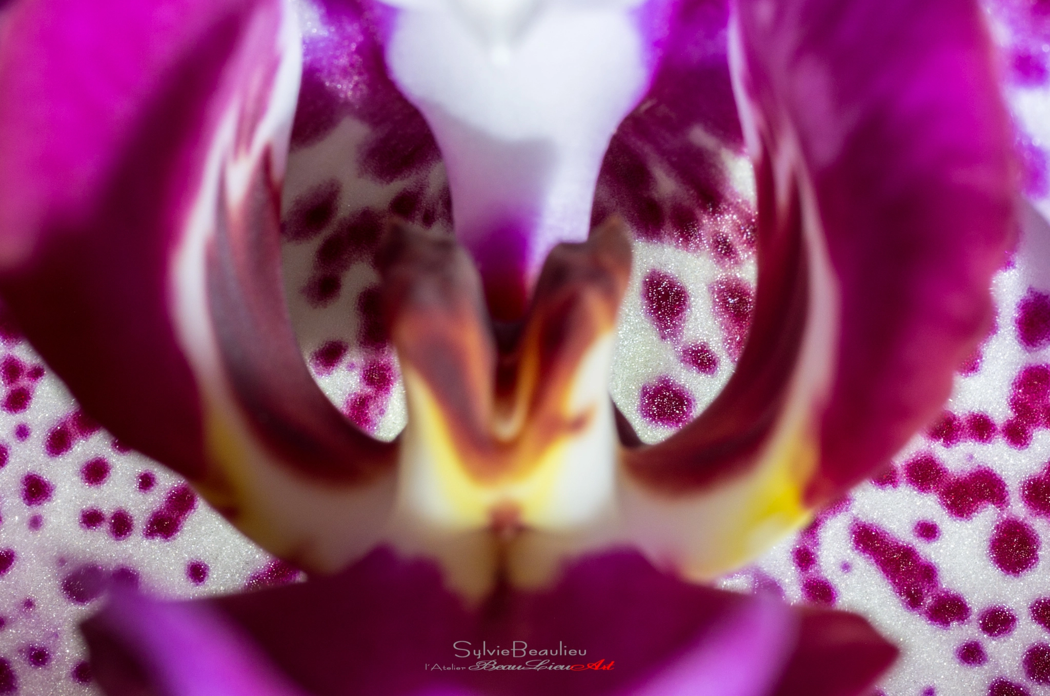 Pentax smc D-FA 50mm F2.8 Macro sample photo. Clownerie florale (floral clowning) photography