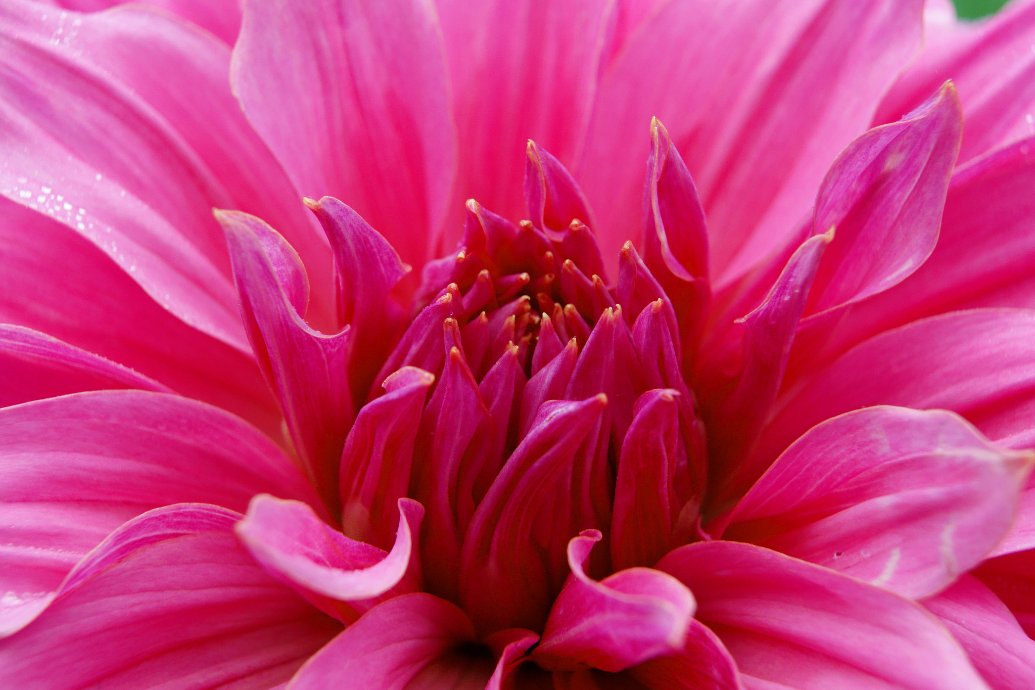 Sony SLT-A77 sample photo. Flower photography
