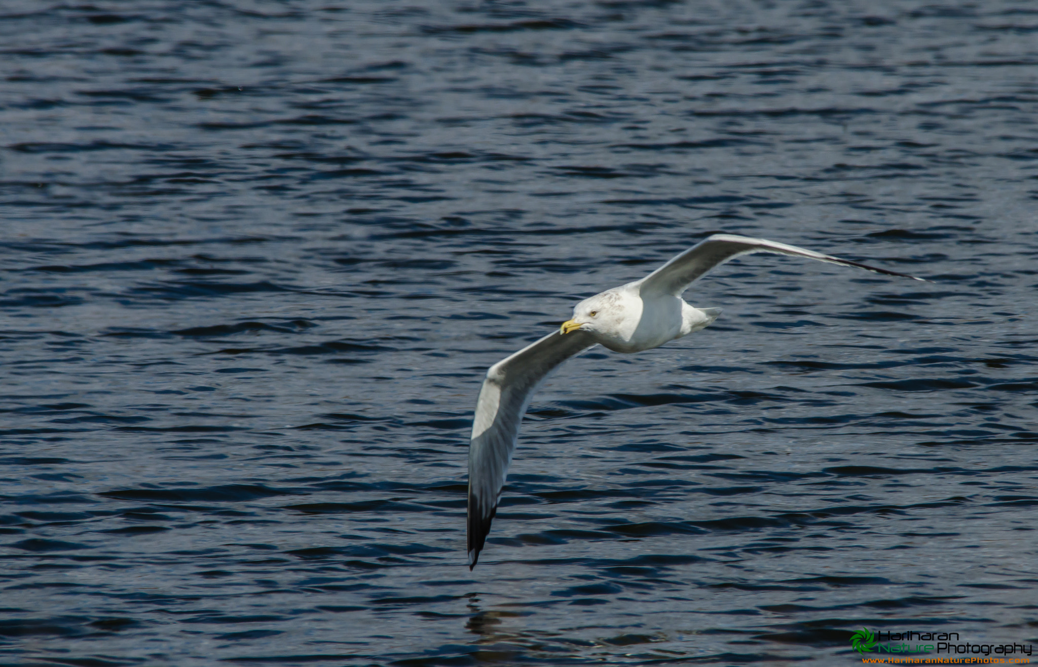 Sigma 150-500mm F5-6.3 DG OS HSM sample photo. 16984854642.jpg photography