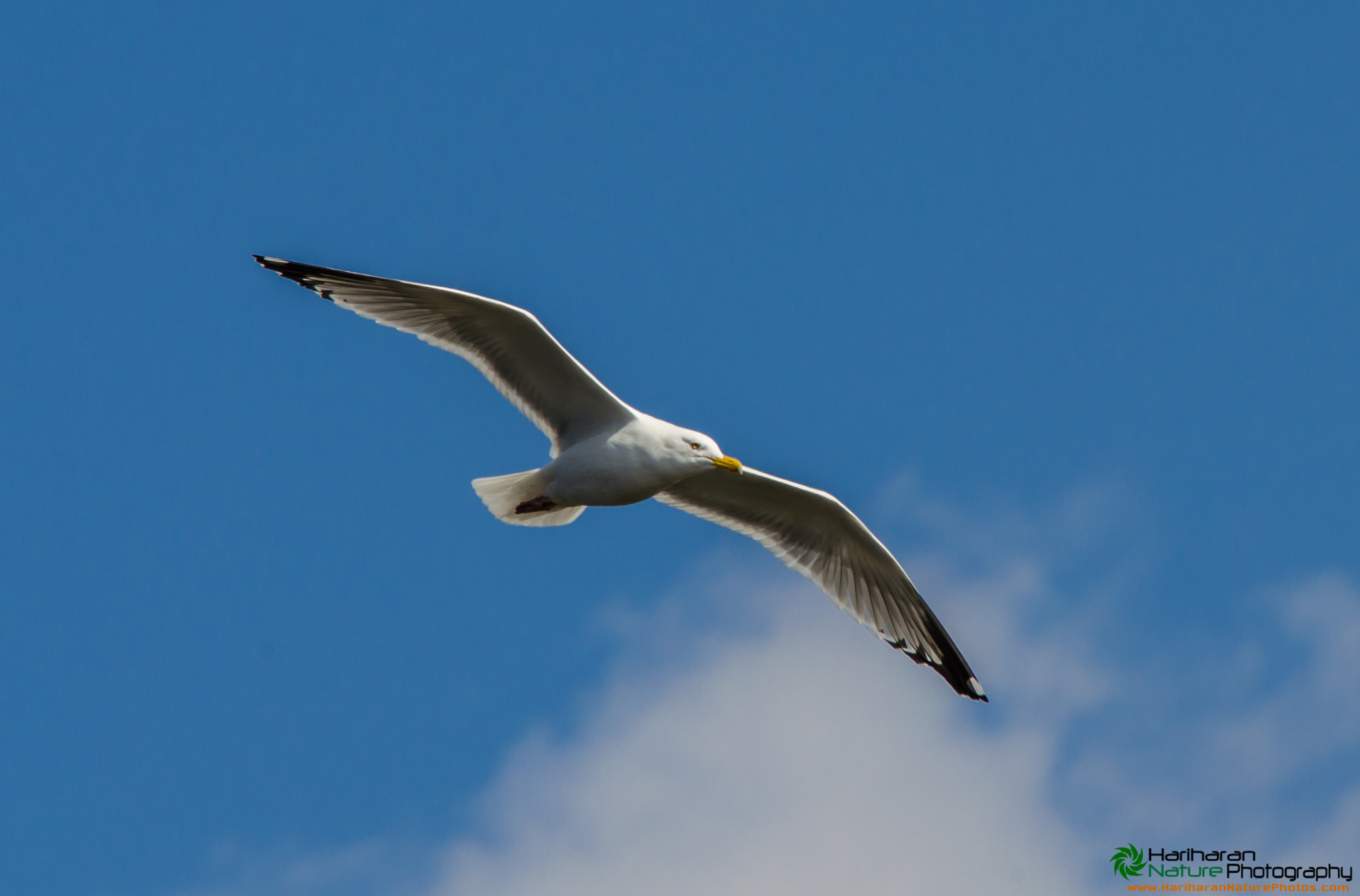 Sigma 150-500mm F5-6.3 DG OS HSM sample photo. 16366106643.jpg photography