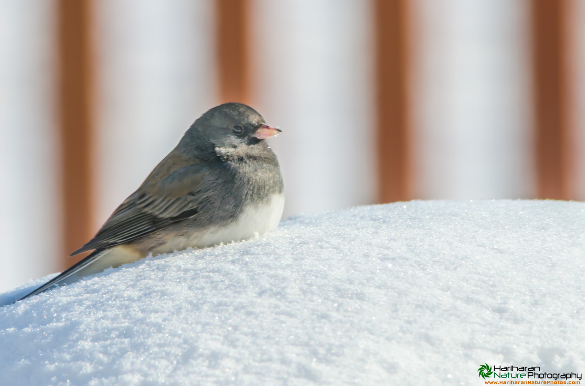 Sigma 150-500mm F5-6.3 DG OS HSM sample photo. 16414512055.jpg photography