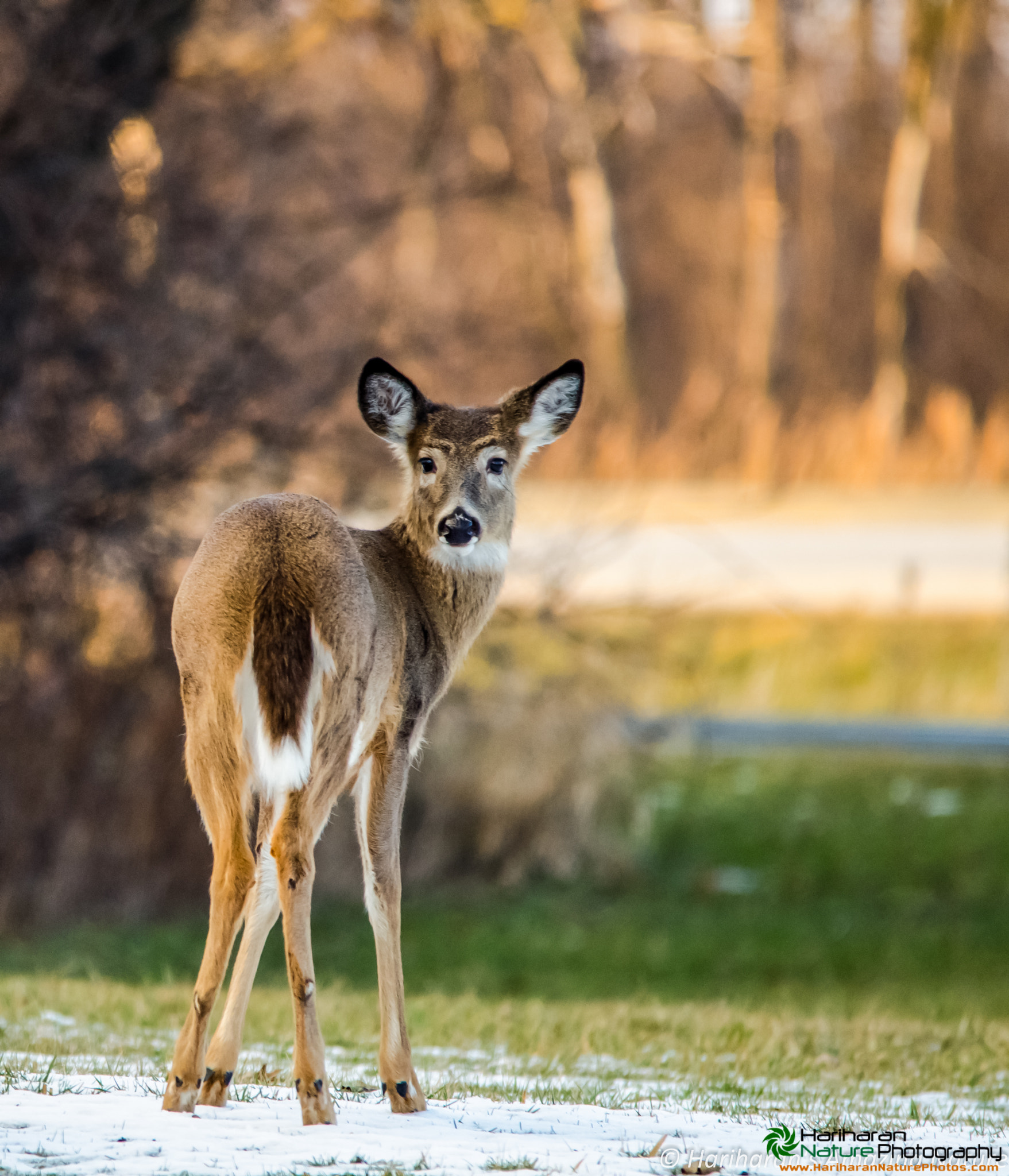 Sigma 150-500mm F5-6.3 DG OS HSM sample photo. 15769696799.jpg photography