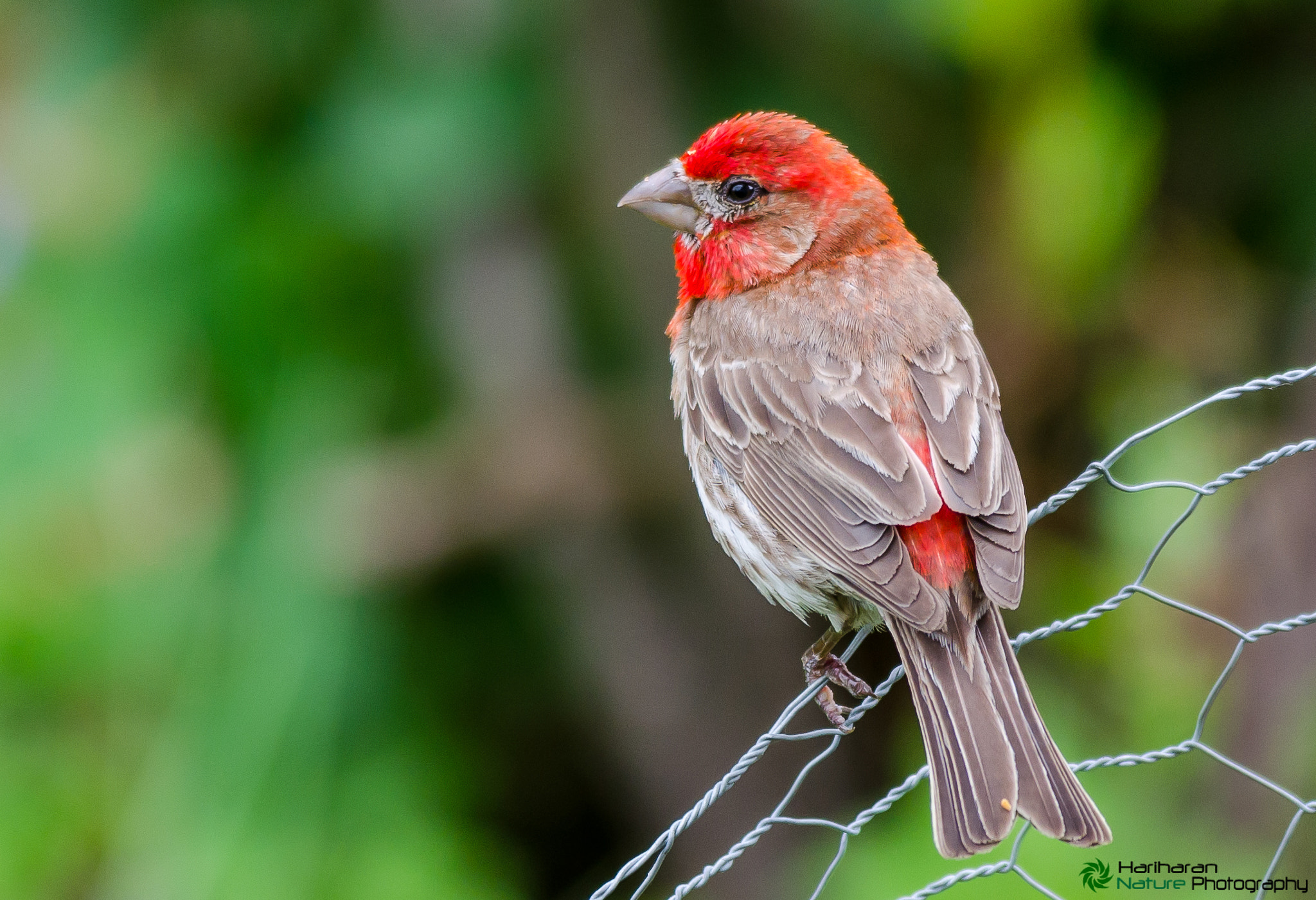 Sigma 150-500mm F5-6.3 DG OS HSM sample photo. 14637355398.jpg photography
