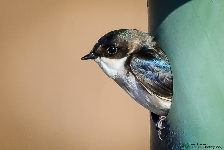 Sigma 150-500mm F5-6.3 DG OS HSM sample photo. 13990863074.jpg photography
