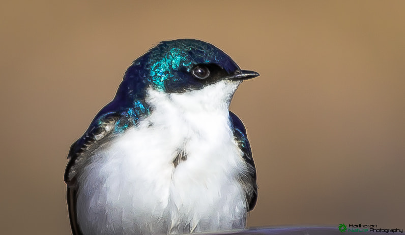 Sigma 150-500mm F5-6.3 DG OS HSM sample photo. 13990863394.jpg photography