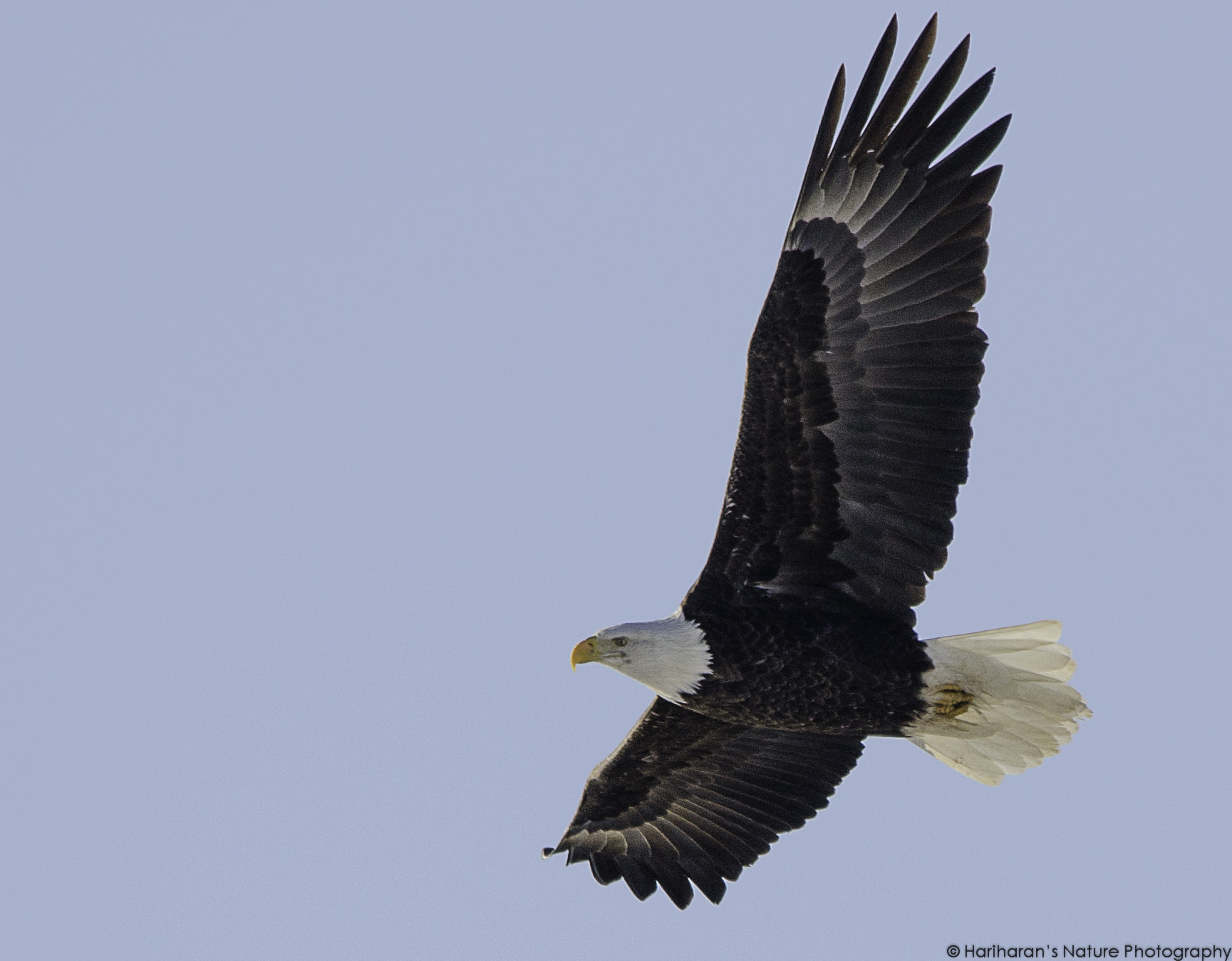 Sigma 150-500mm F5-6.3 DG OS HSM sample photo. 13409185254.jpg photography