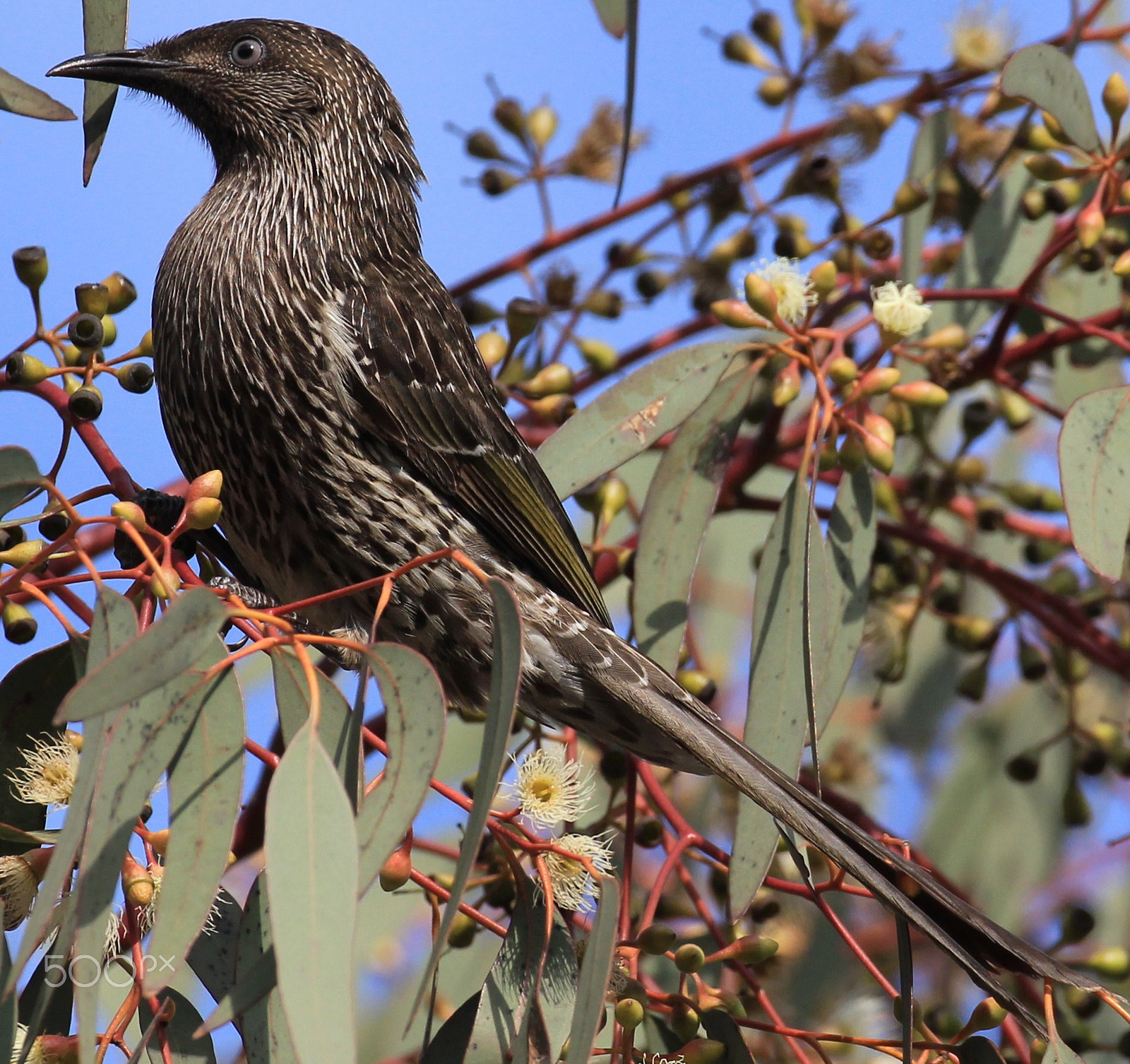 Canon EF 100-400mm F4.5-5.6L IS USM sample photo. Wattle bird photography