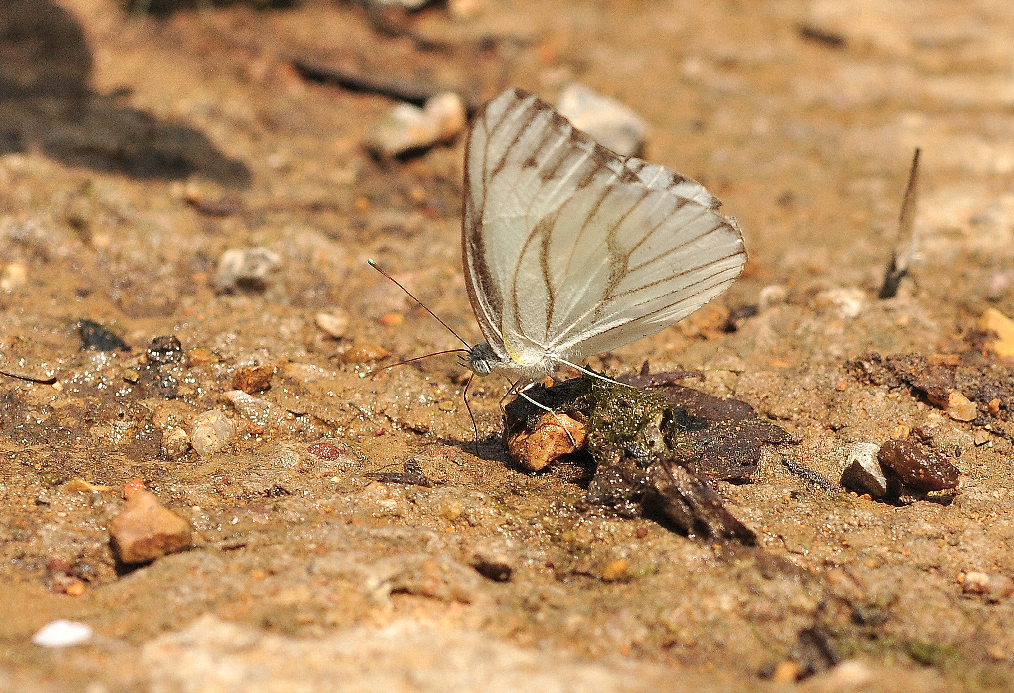 Nikon AF-S Micro-Nikkor 60mm F2.8G ED sample photo