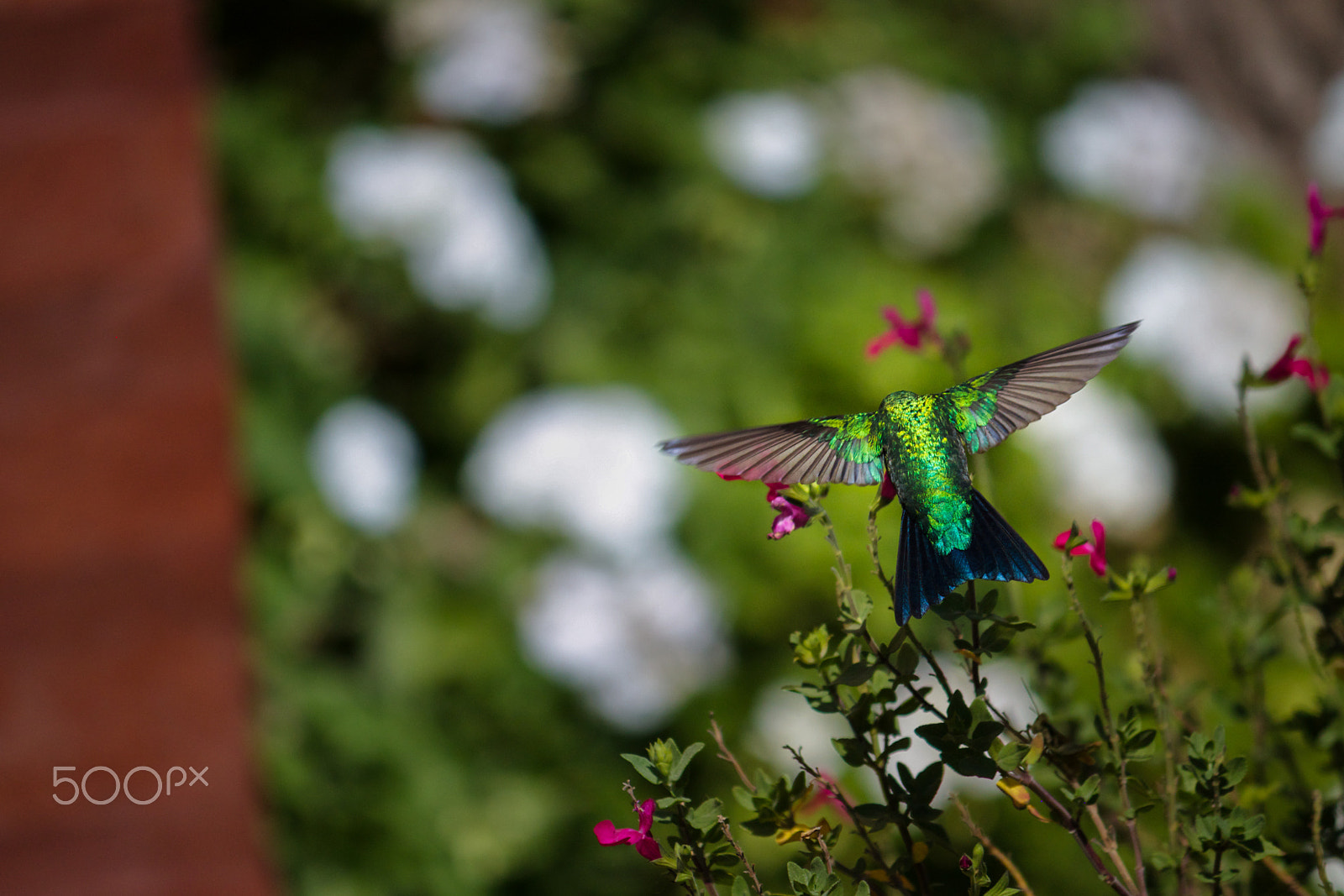 Canon EOS 500D (EOS Rebel T1i / EOS Kiss X3) sample photo. Blue and green hummingbird photography