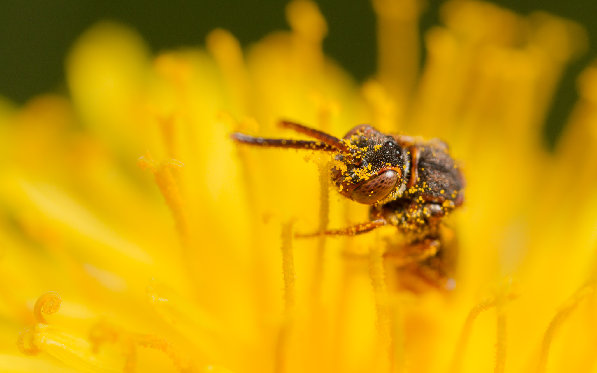 Canon MP-E 65mm F2.5 1-5x Macro Photo sample photo. Nomada flavoguttata photography