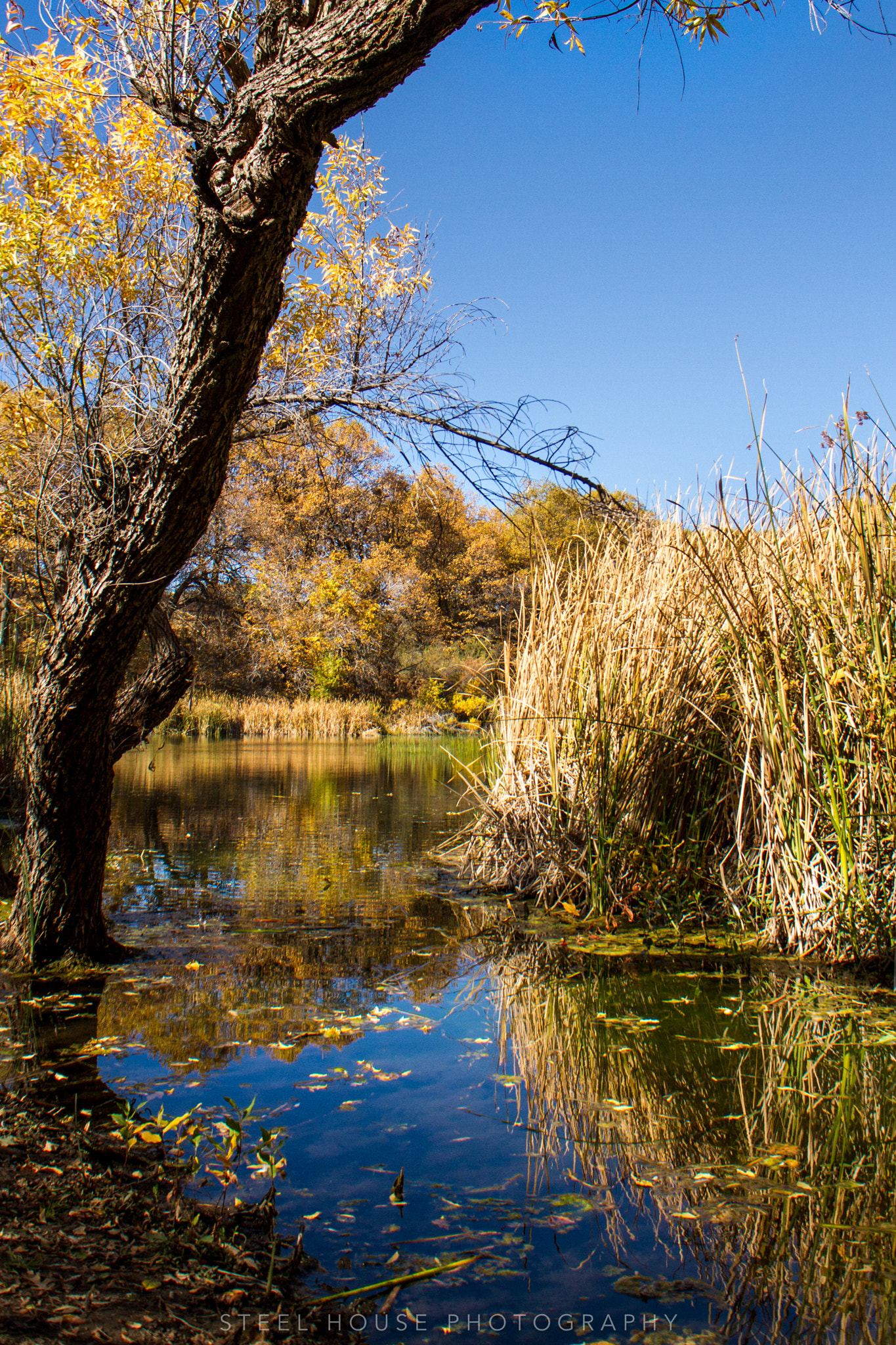 Sigma 18-50mm F2.8-4.5 DC OS HSM sample photo. The pond photography
