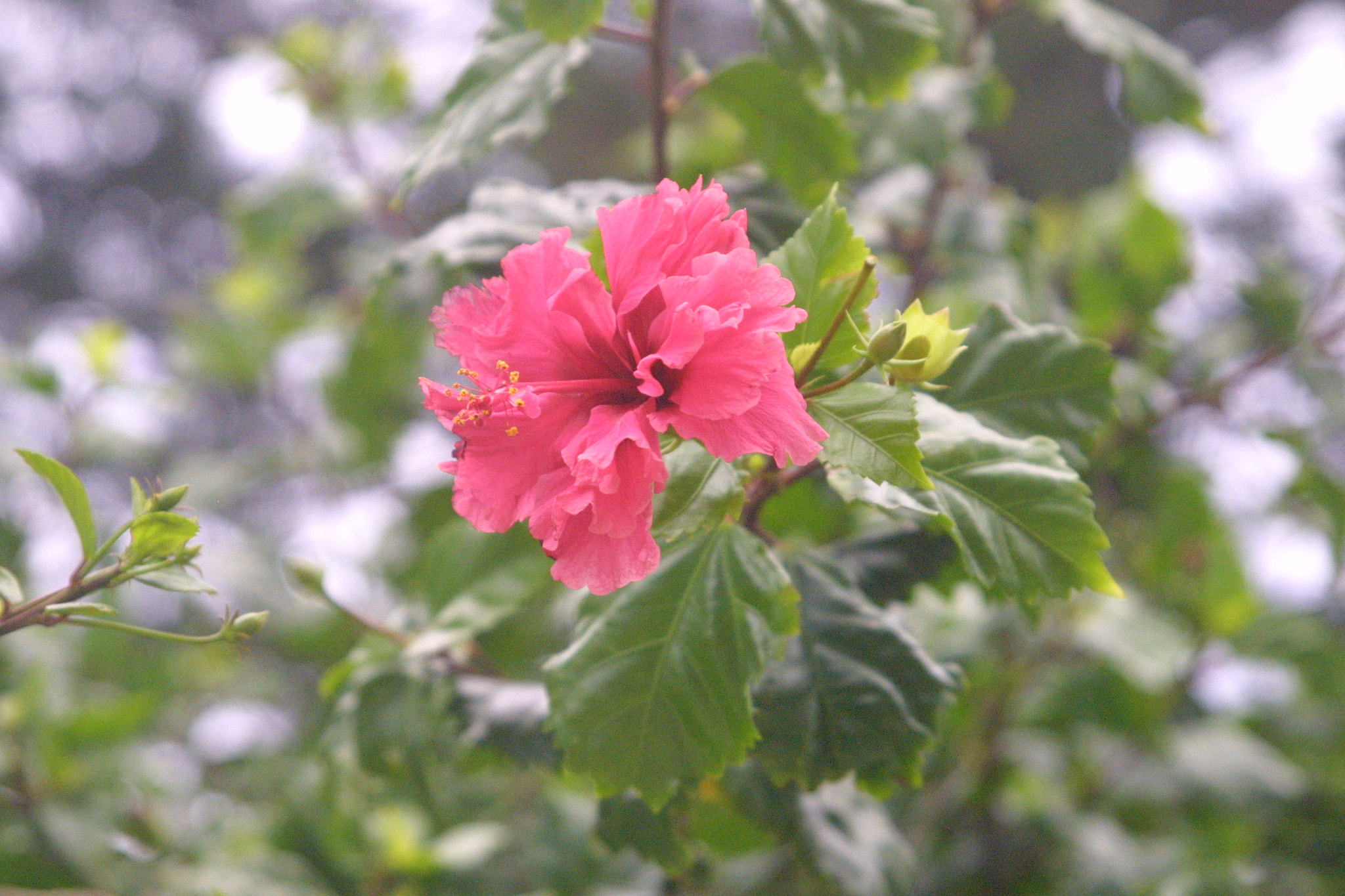 Canon EOS D30 sample photo. Pink hibiscus photography