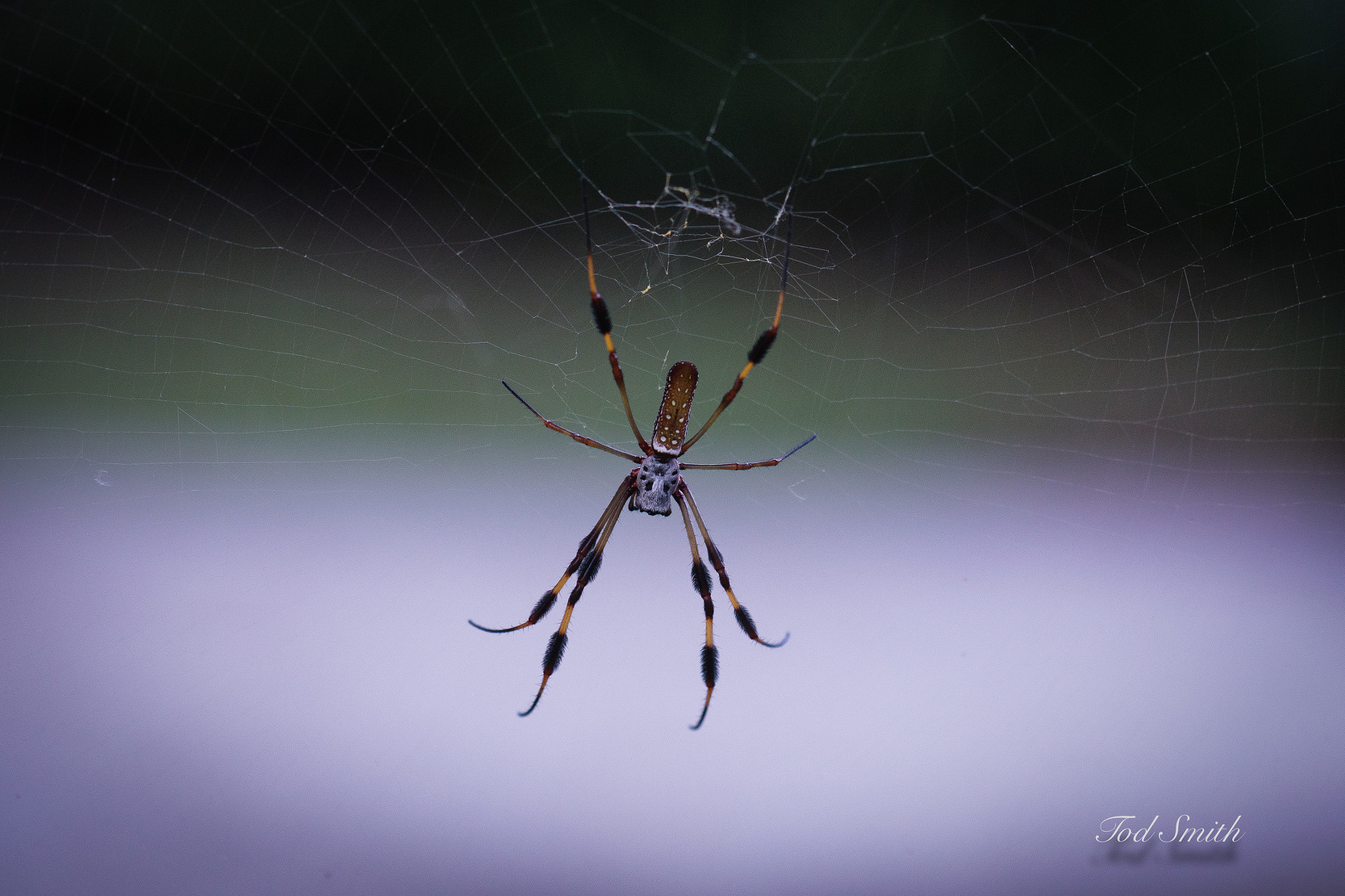 Sony a6300 + ZEISS Batis 85mm F1.8 sample photo. Banana spider photography