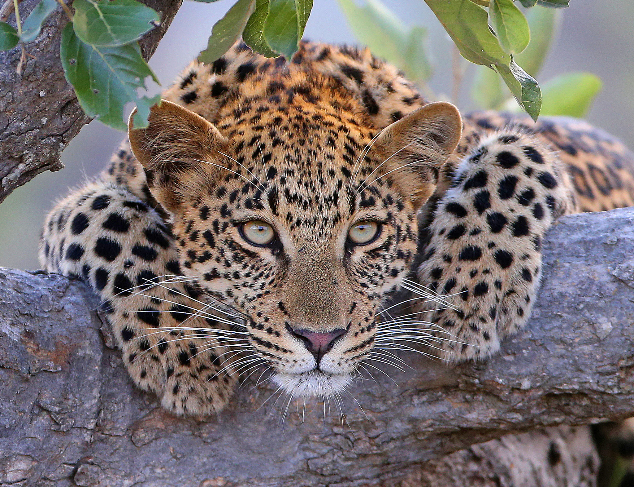 Canon EF 200-400mm F4L IS USM Extender 1.4x sample photo. Leopard cub photography