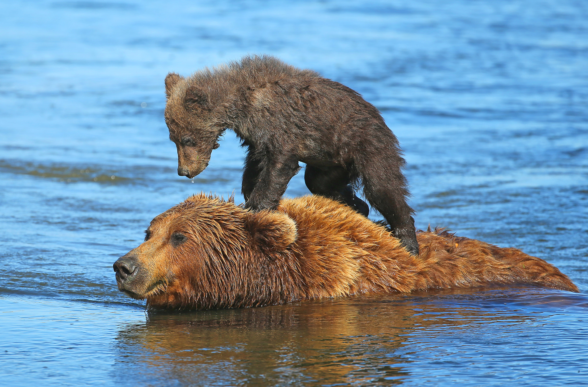 Canon EOS-1D X + Canon EF 200-400mm F4L IS USM Extender 1.4x sample photo. Surfing bear photography