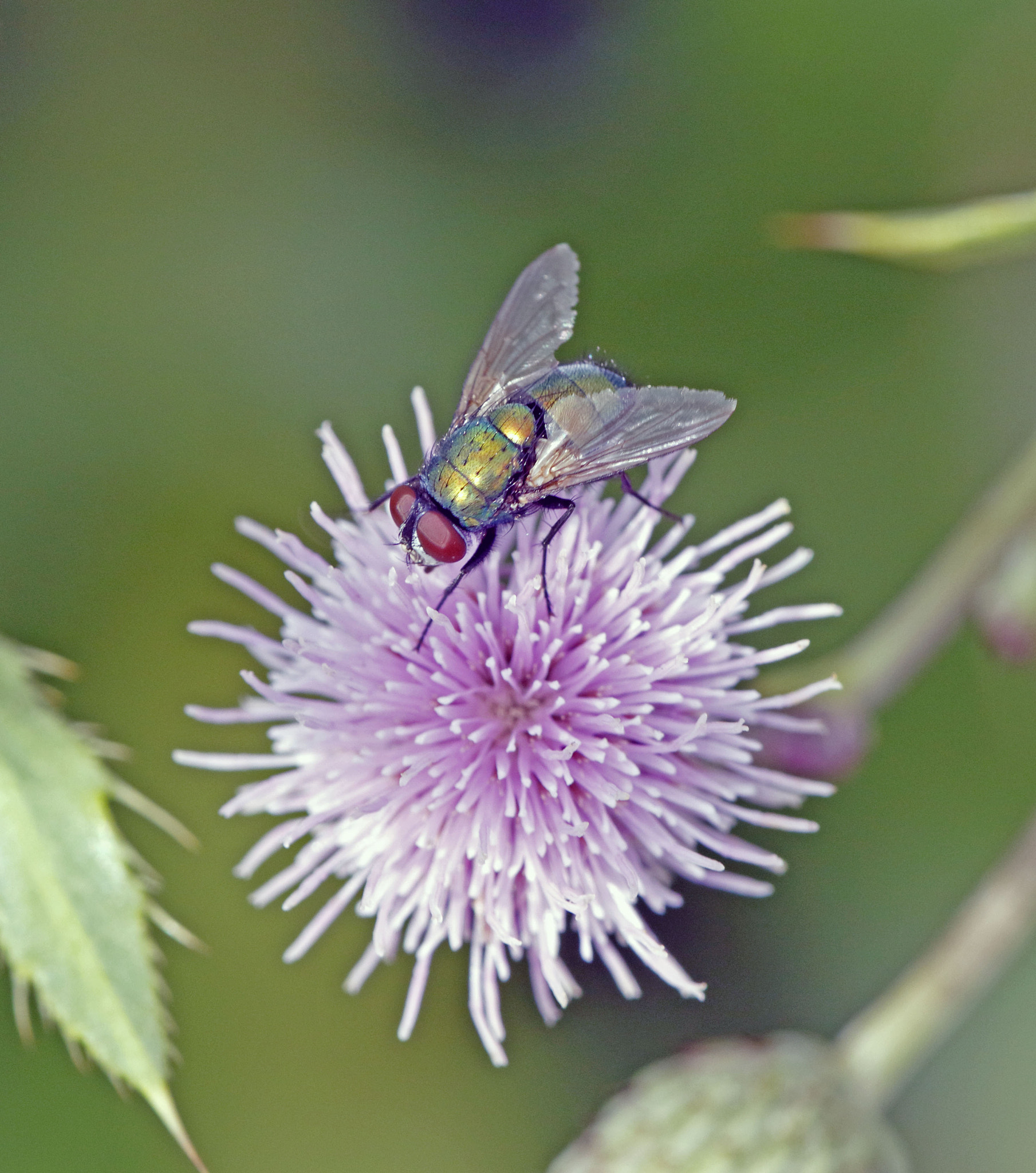 Canon EF 180mm F3.5L Macro USM sample photo. Blue bottle on thistle photography
