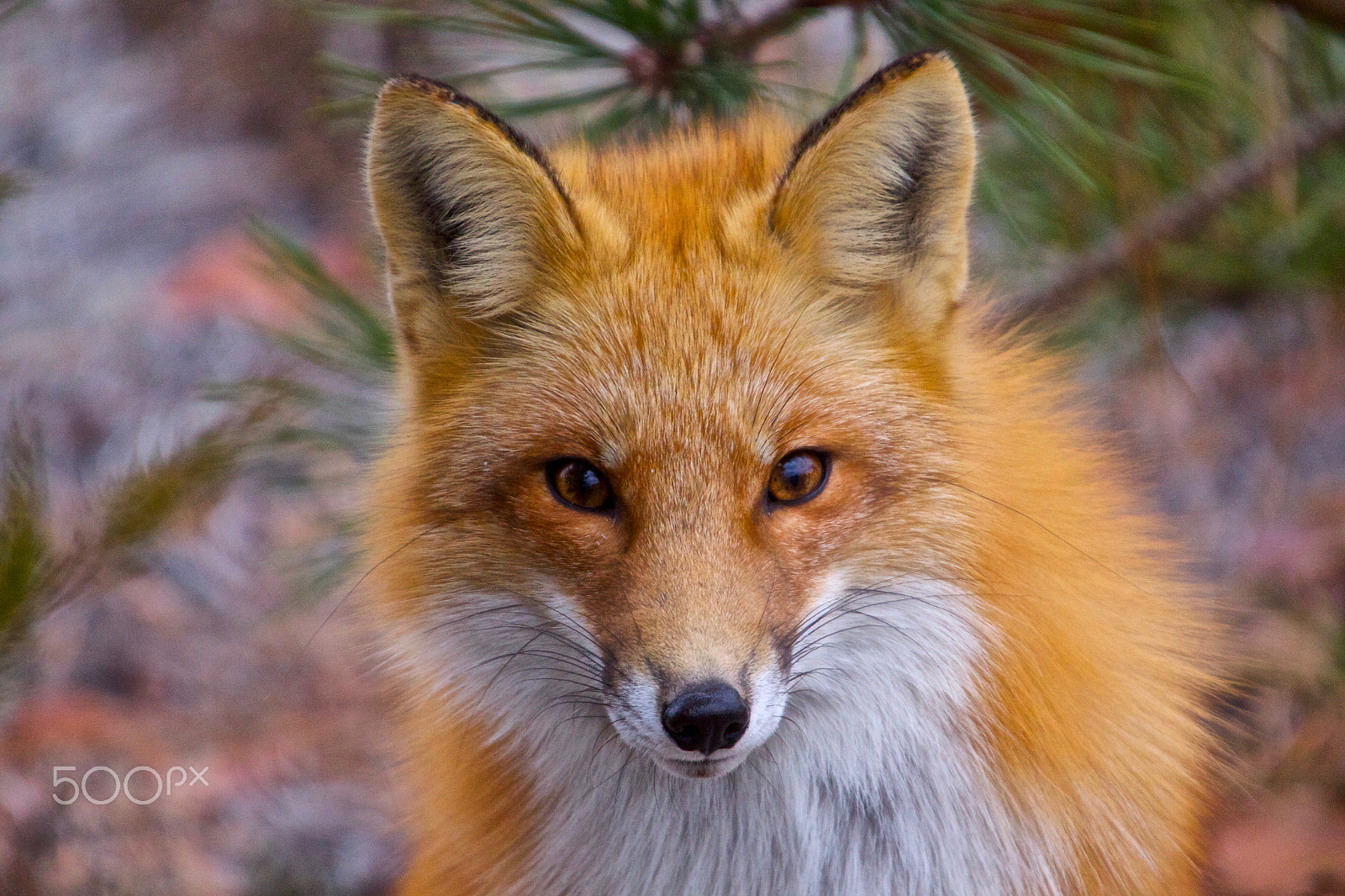 Canon EOS 50D + Sigma 50-500mm F4.5-6.3 DG OS HSM sample photo. Red fox...see me now ! photography