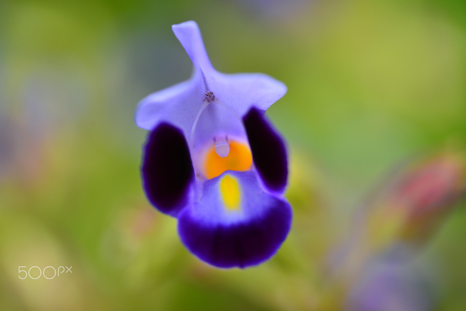 Nikon D600 sample photo. Wishbone flower photography