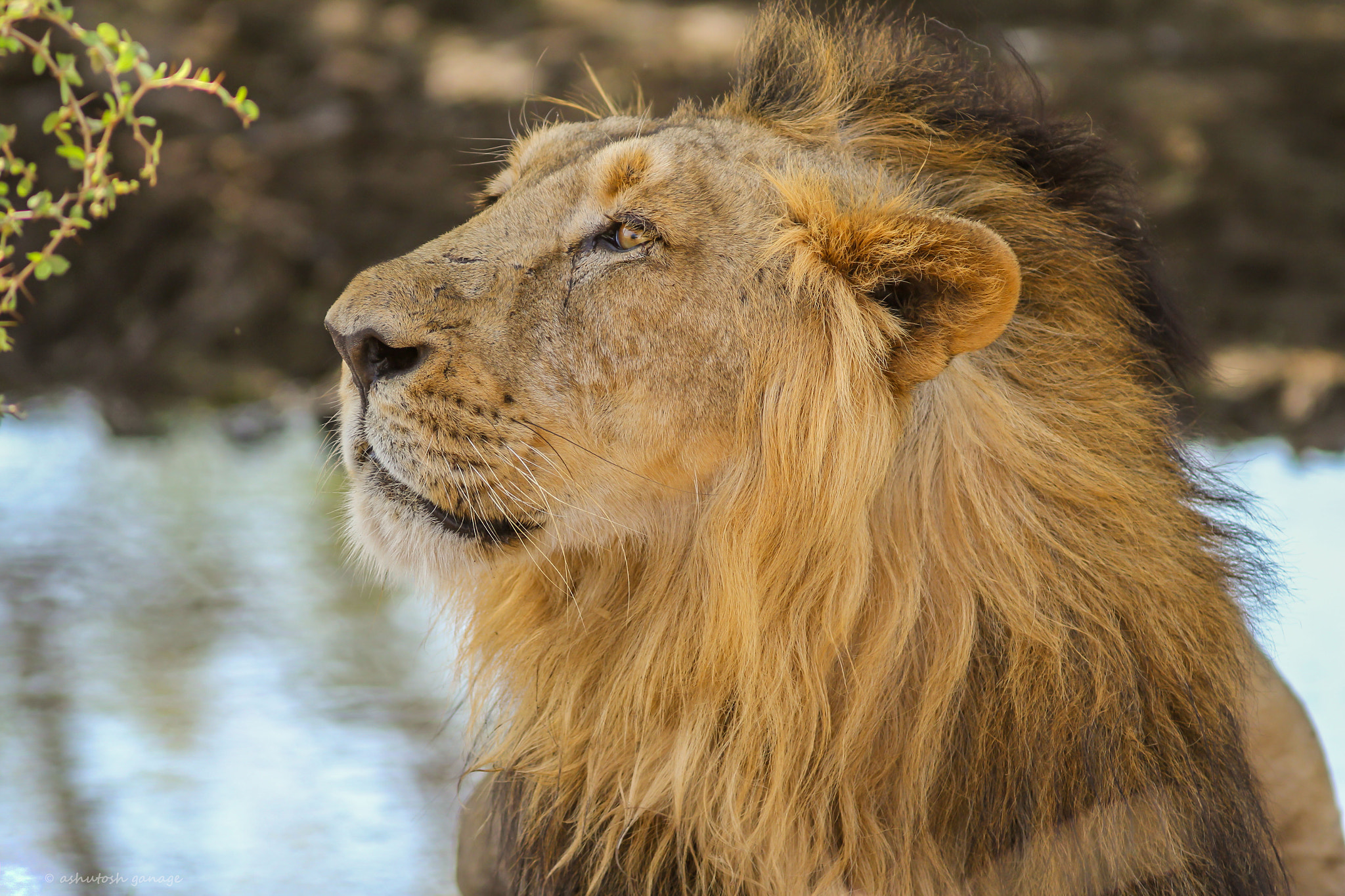 Canon EF 300mm F4L IS USM sample photo. Asiatic lion photography
