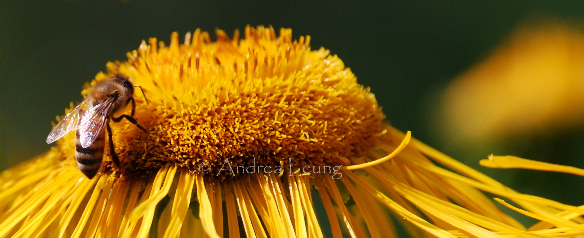 Nikon D40X + Sigma 18-250mm F3.5-6.3 DC Macro OS HSM sample photo. Bee pollenating on yellow flower photography