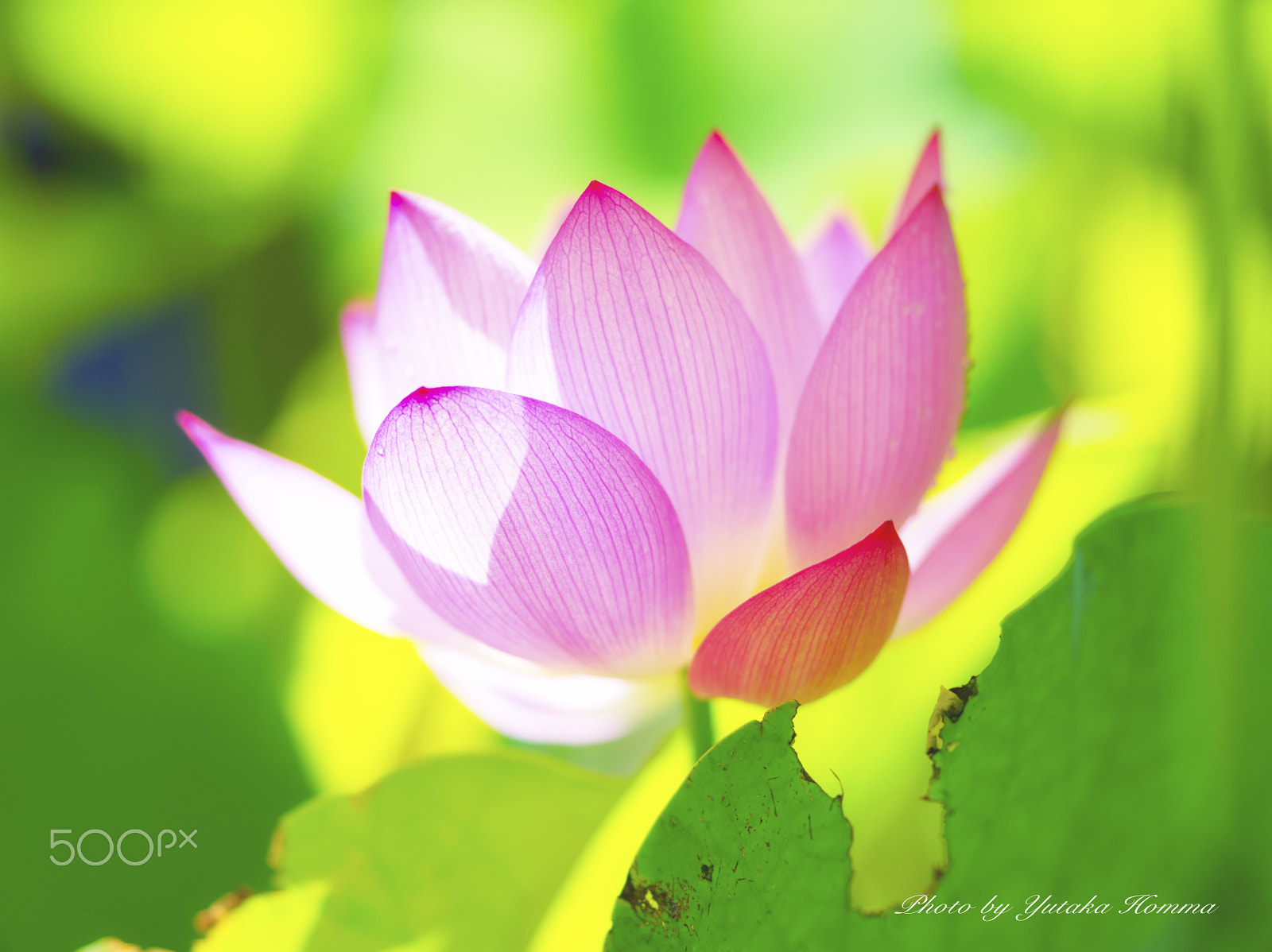 Pentax 645D sample photo. Lotus flower photography