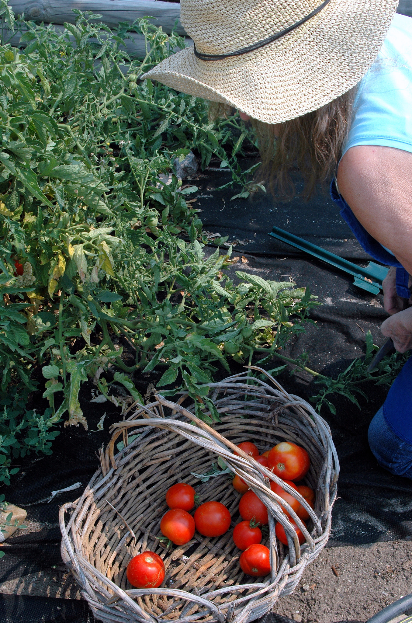 Nikon D70 sample photo. Organic tomatoes. photography
