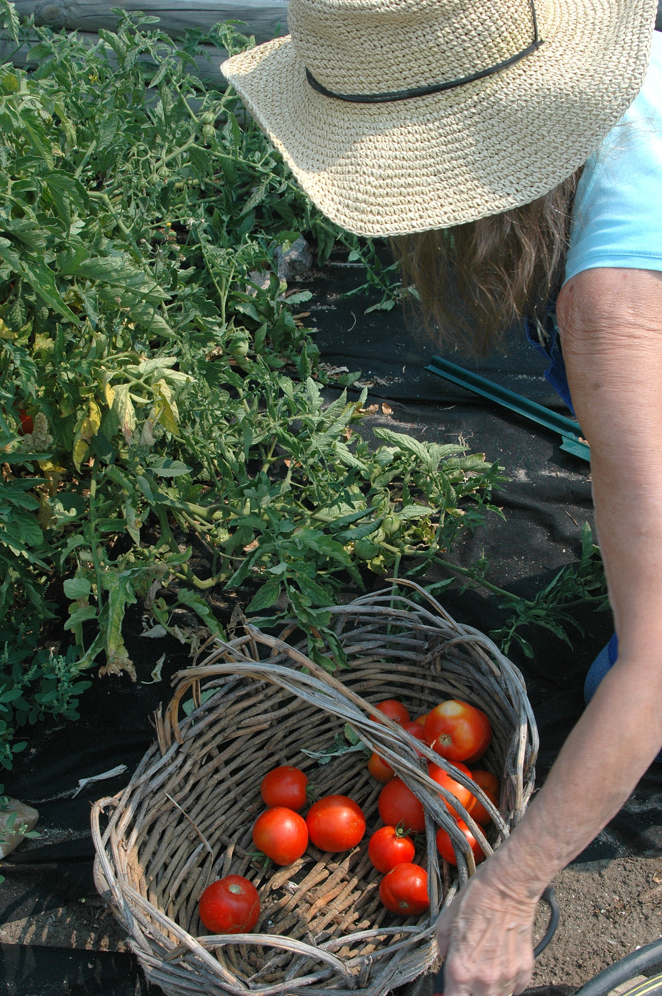 Nikon D70 sample photo. Organic tomatoes. photography