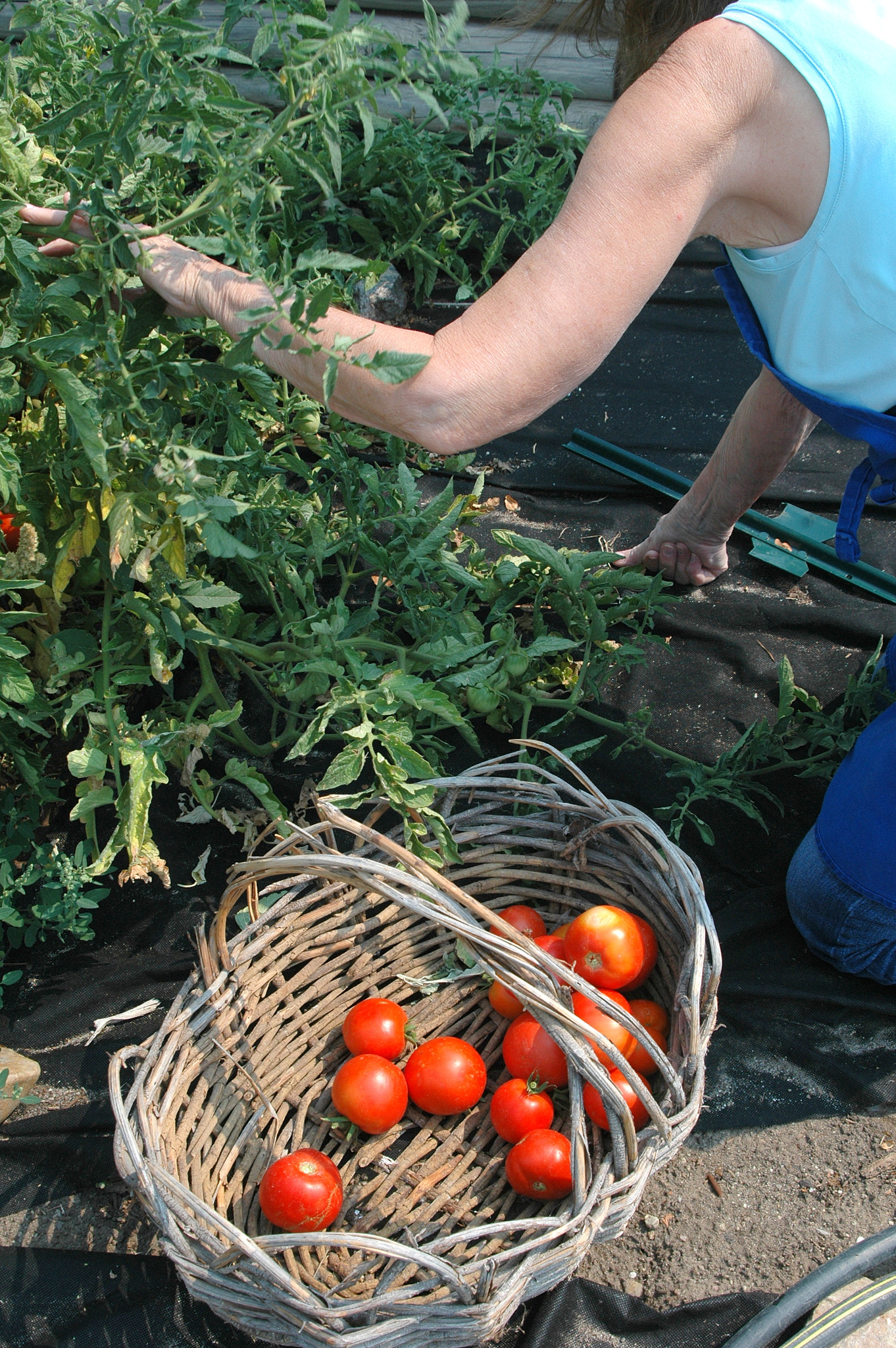 Nikon D70 sample photo. Organic tomatoes. photography