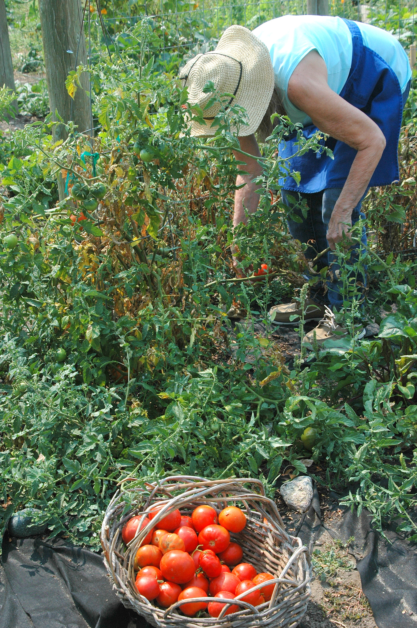 Nikon D70 sample photo. Organic tomatoes. photography