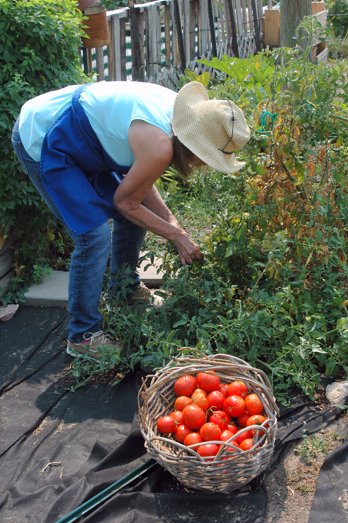 Nikon D70 sample photo. Organic tomatoes. photography