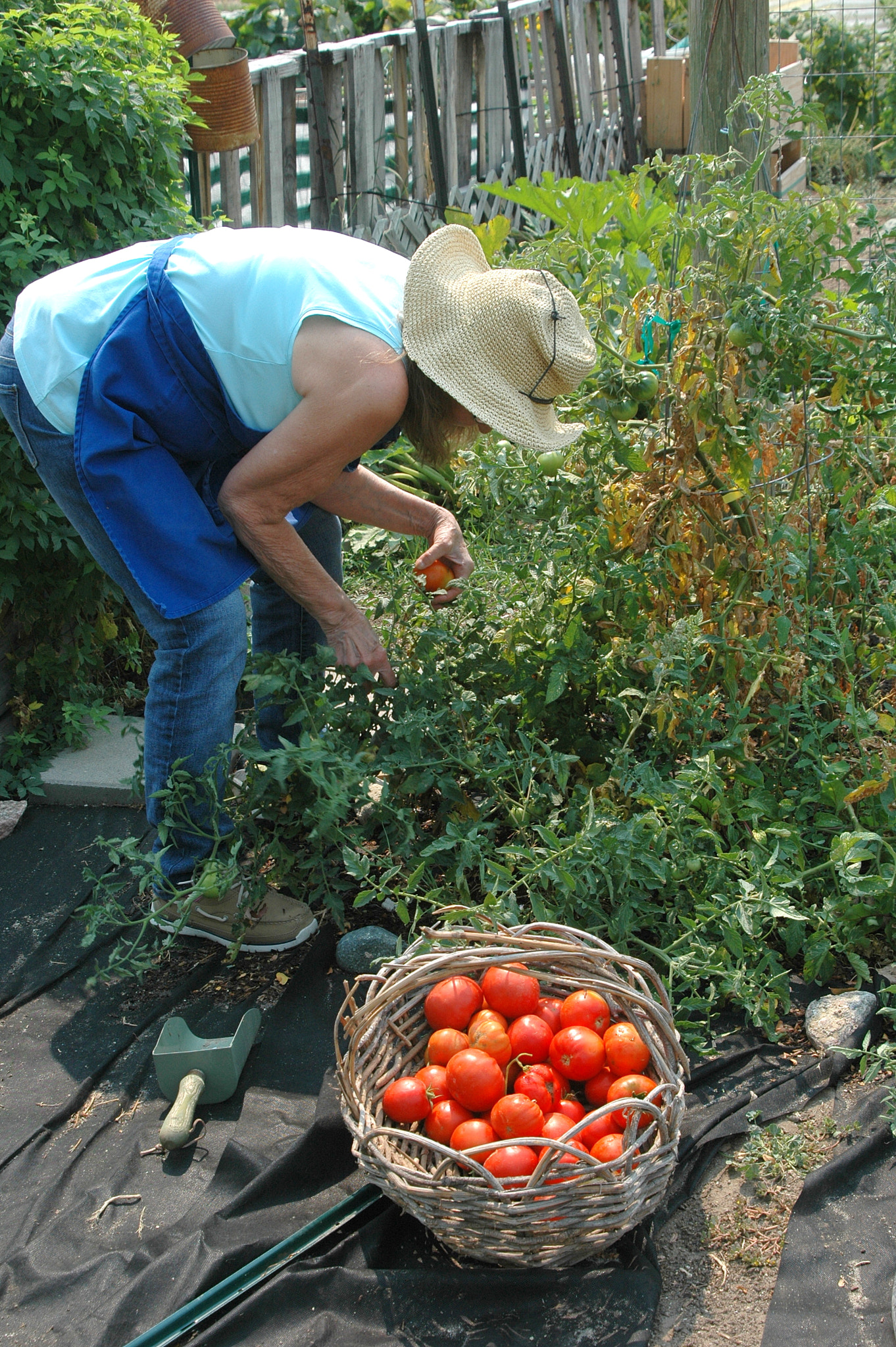 Nikon D70 sample photo. Organic tomatoes. photography