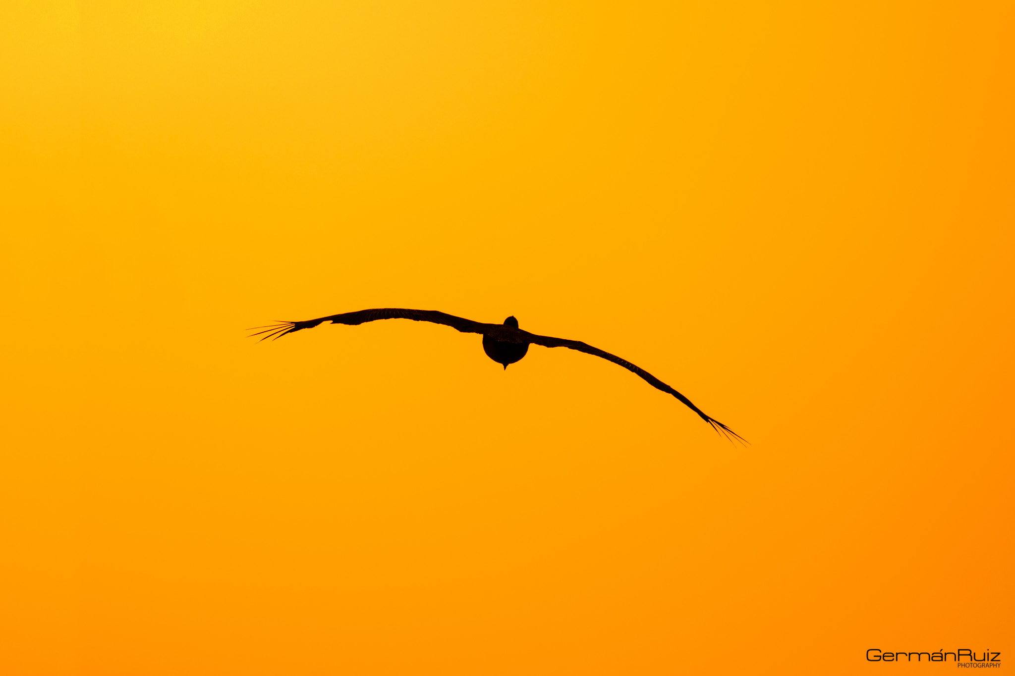 Fujifilm XF 100-400mm F4.5-5.6 R LM OIS WR sample photo. The last flight photography