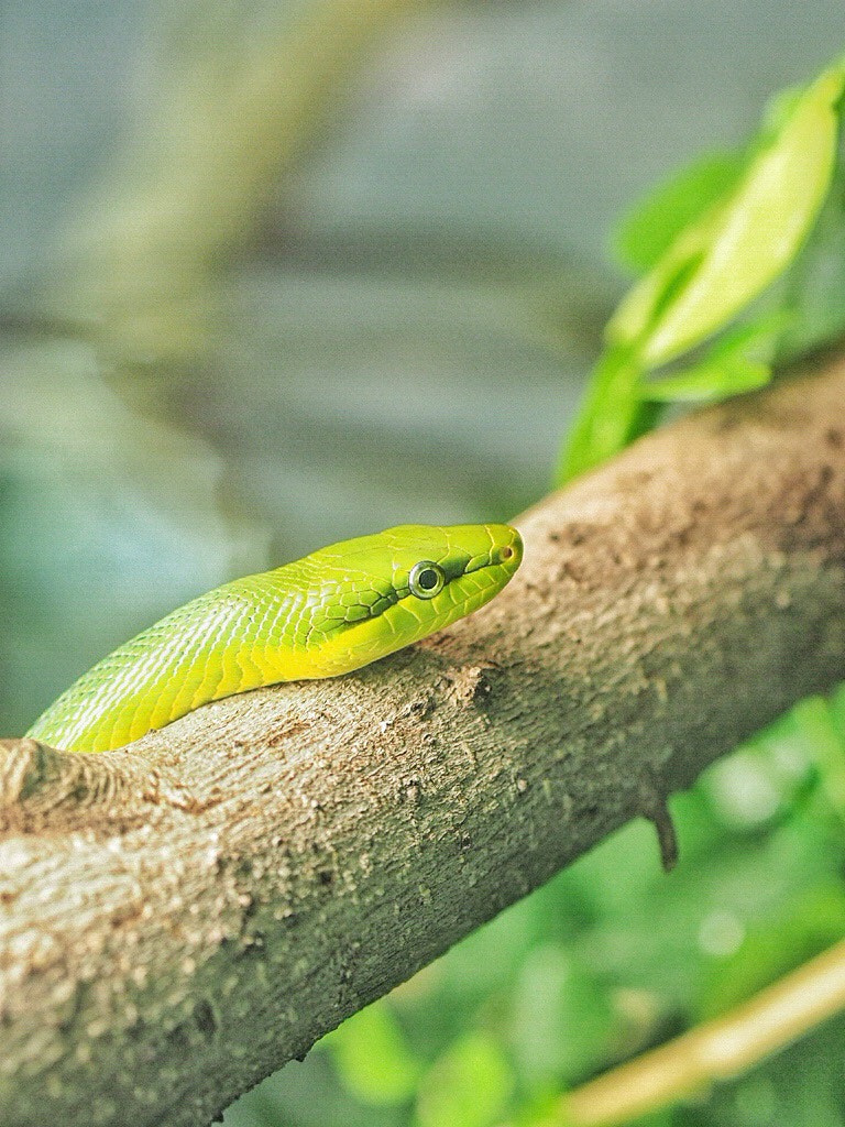 Olympus PEN-F + Olympus M.Zuiko Digital ED 75mm F1.8 sample photo. Tbh,i am not very interested in taking photos for animals, but only for today, toronto zoo :p photography