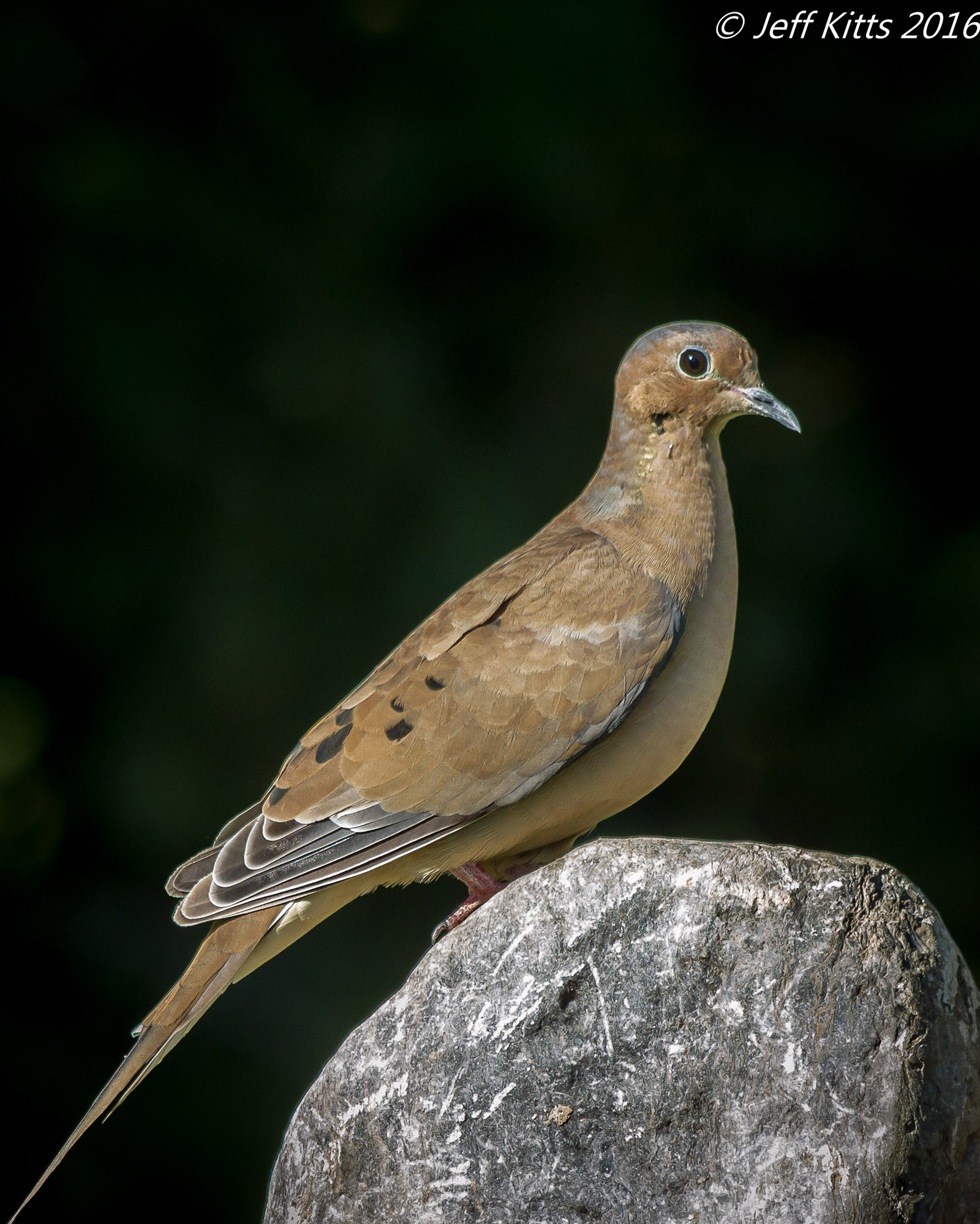 Canon EOS 7D + Canon EF 75-300mm f/4-5.6 USM sample photo. 4230- morning dove photography