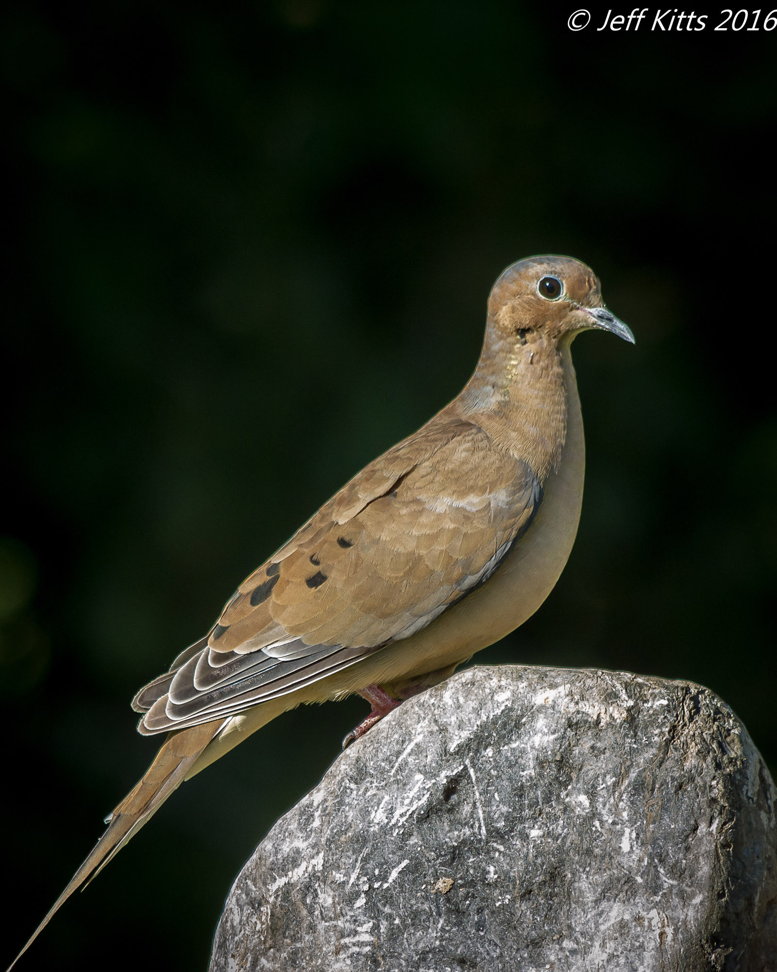 Canon EF 75-300mm f/4-5.6 USM sample photo. 4230- morning dove photography