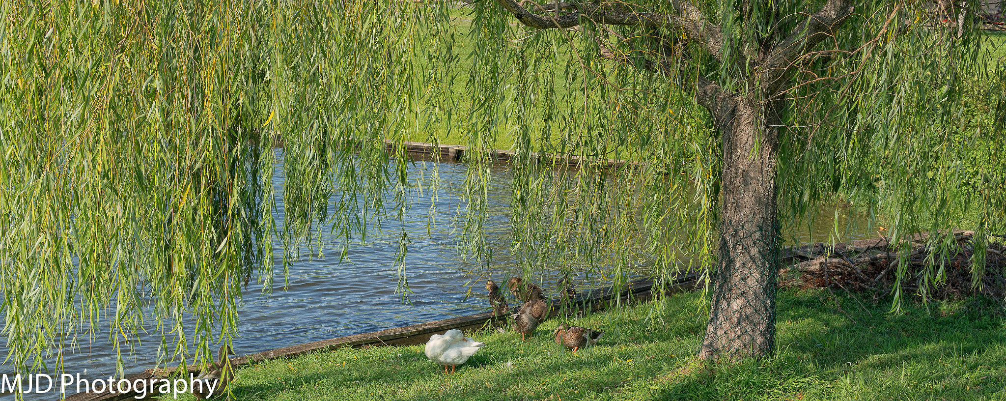 Sigma 30mm F1.4 DC DN | C sample photo. Small gathering under a tree photography