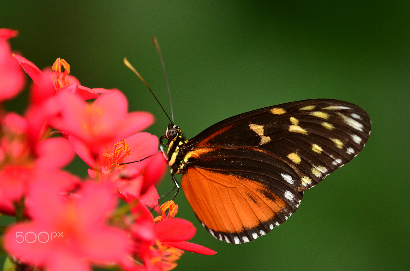 Tamron SP AF 180mm F3.5 Di LD (IF) Macro sample photo. Hecale butterfly... photography
