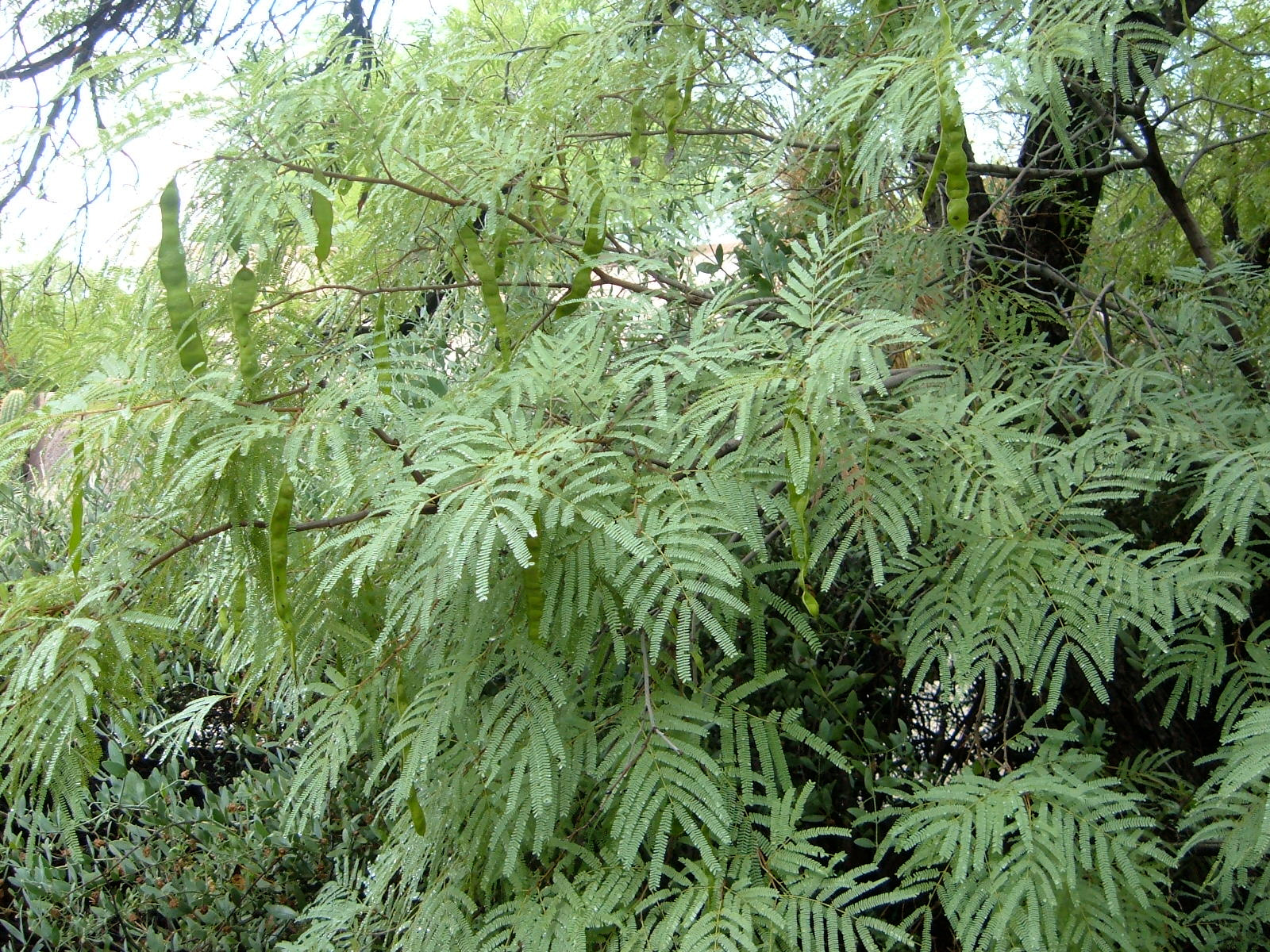 Fujifilm FinePix A340 sample photo. Mature tree with seed pods photography