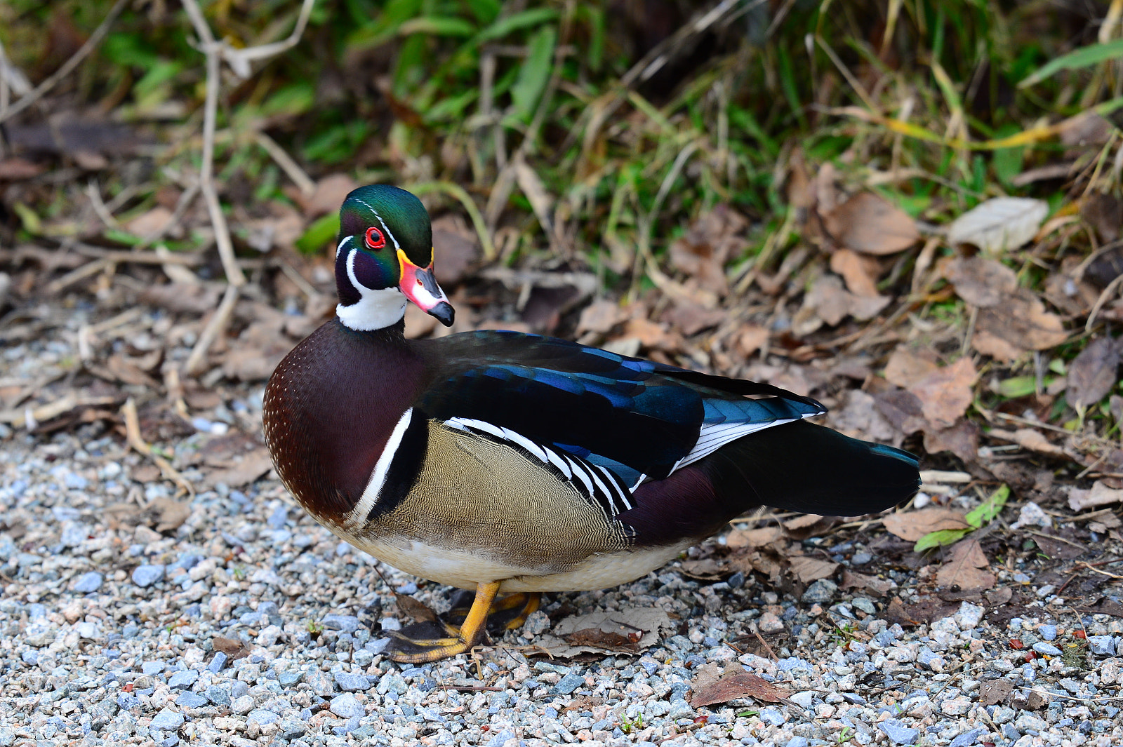 Nikon AF-S Nikkor 200-500mm F5.6E ED VR sample photo. Wood duck photography