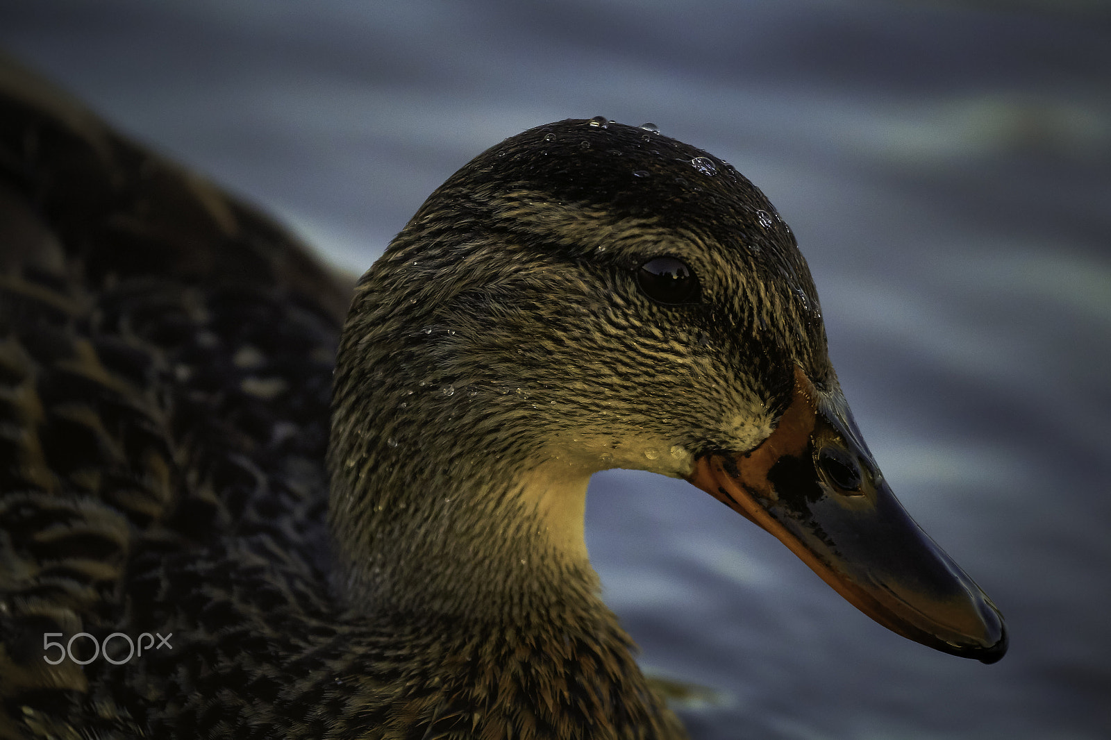 Canon EF 70-200mm F4L IS USM sample photo. 3.jpg photography