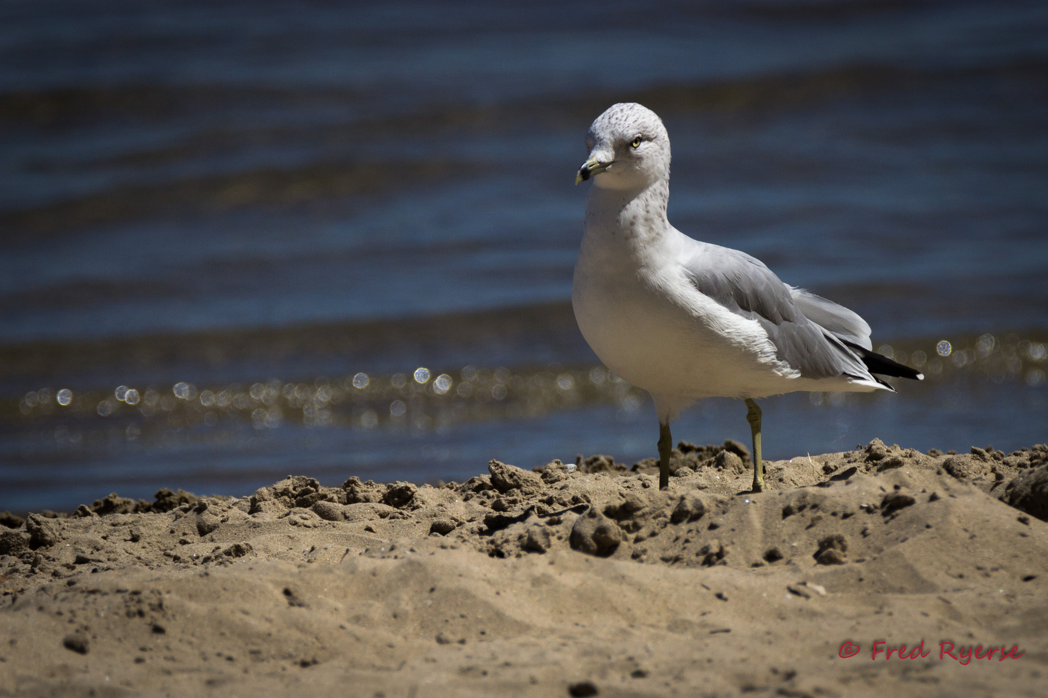 Tamron SP 150-600mm F5-6.3 Di VC USD sample photo. Seagull on the sand photography
