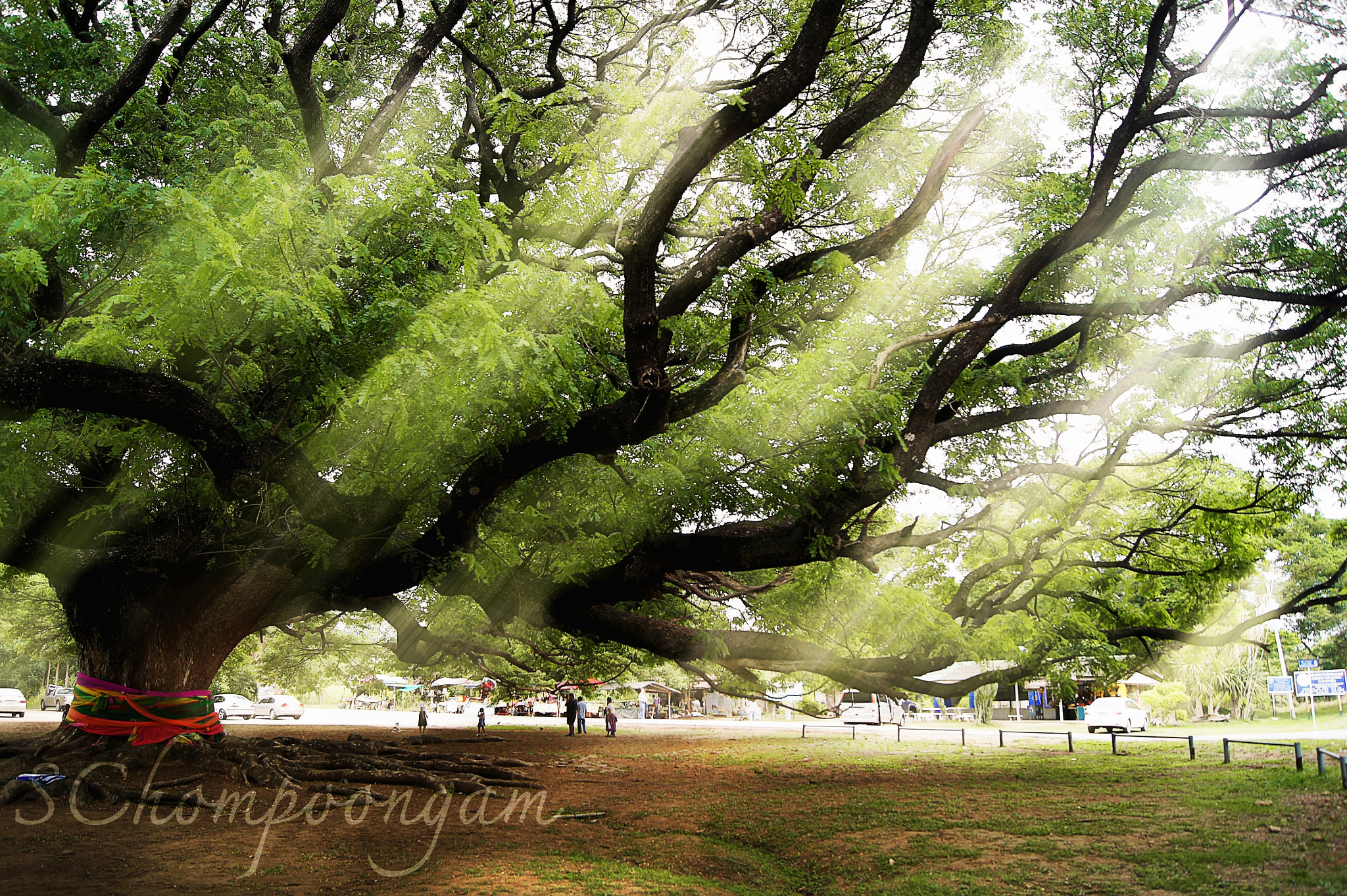 Sony SLT-A33 + Sony DT 18-55mm F3.5-5.6 SAM sample photo. A big old tree with sunbeams shining through its branches photography