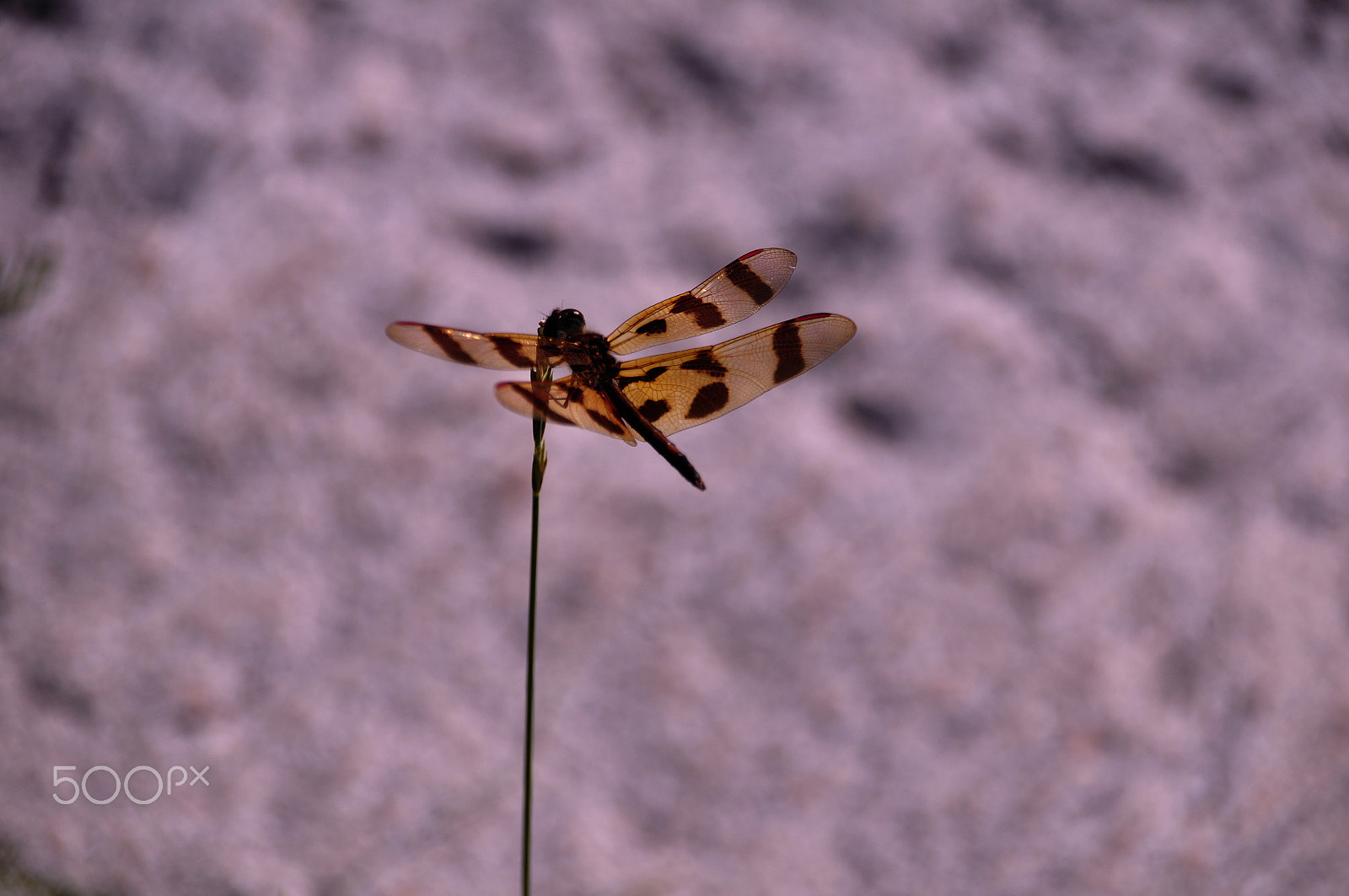 Sigma 18-250mm F3.5-6.3 DC Macro OS HSM sample photo. Spotted wings photography