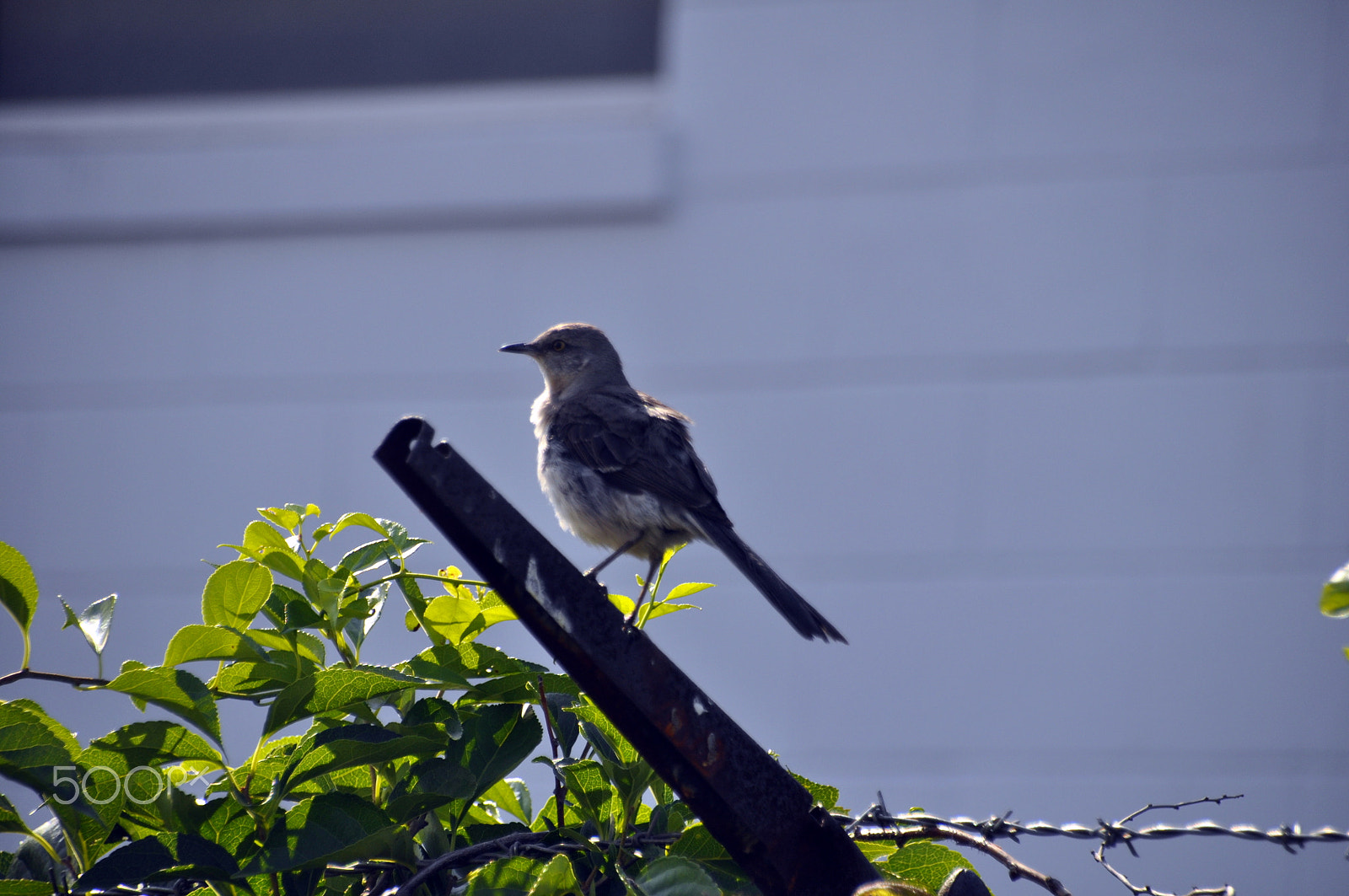 Sigma 18-250mm F3.5-6.3 DC Macro OS HSM sample photo. Perched photography