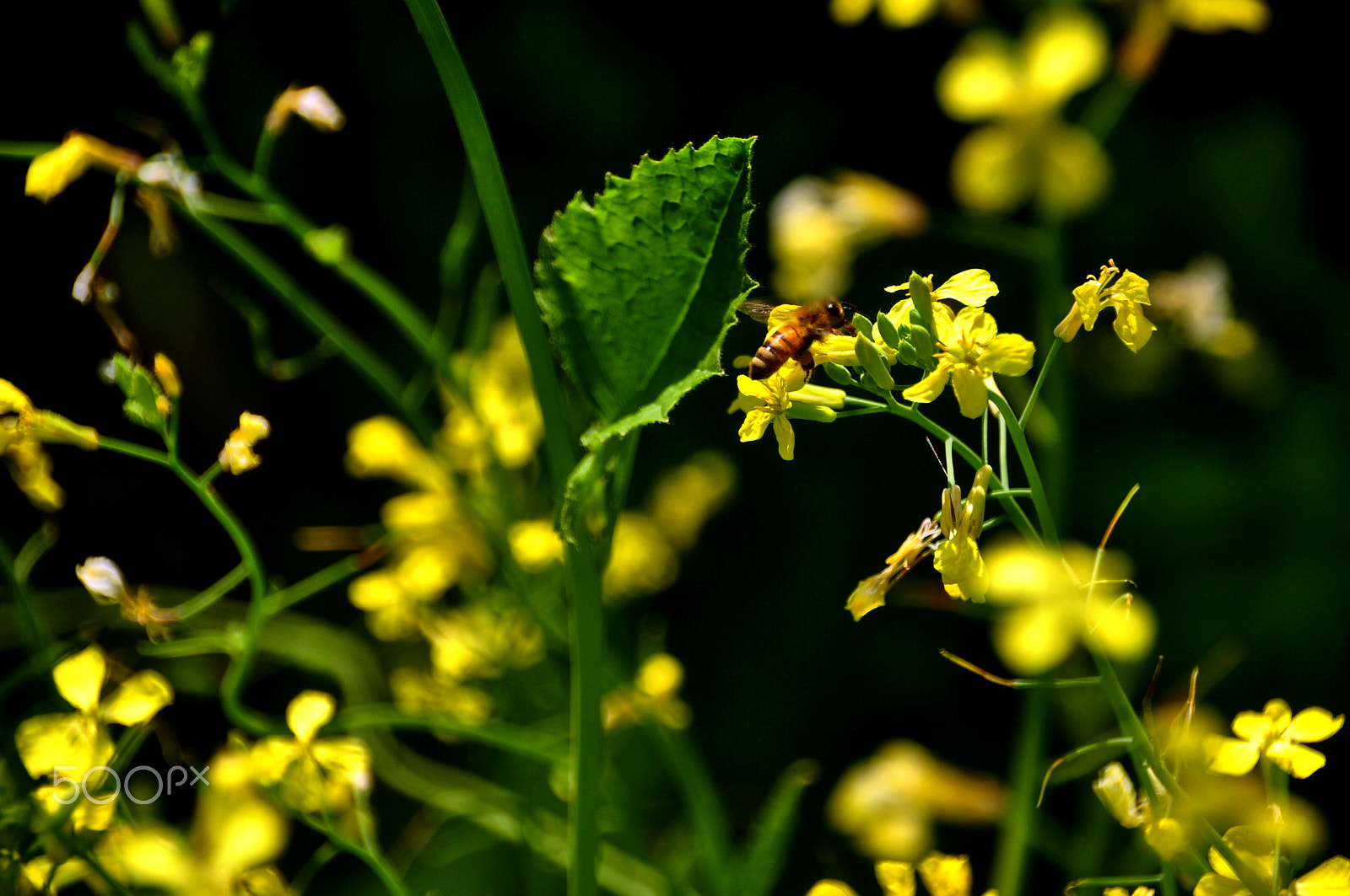Sigma 18-250mm F3.5-6.3 DC Macro OS HSM sample photo. A bees life photography