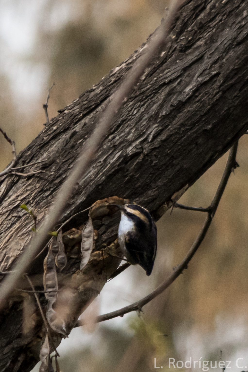 smc PENTAX-DA L 55-300mm F4-5.8 ED sample photo. Rayadito - thorn-tailed rayadito photography
