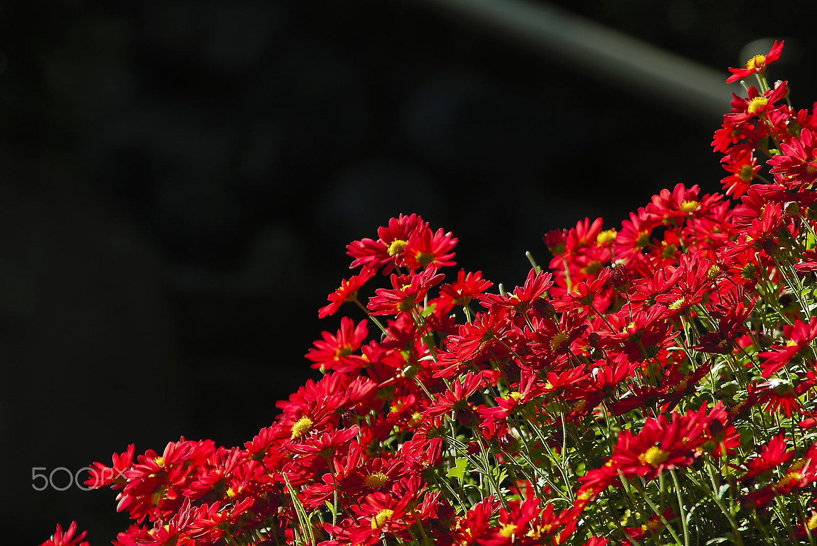 Nikon D200 sample photo. Vermilion of chrysanthemum photography