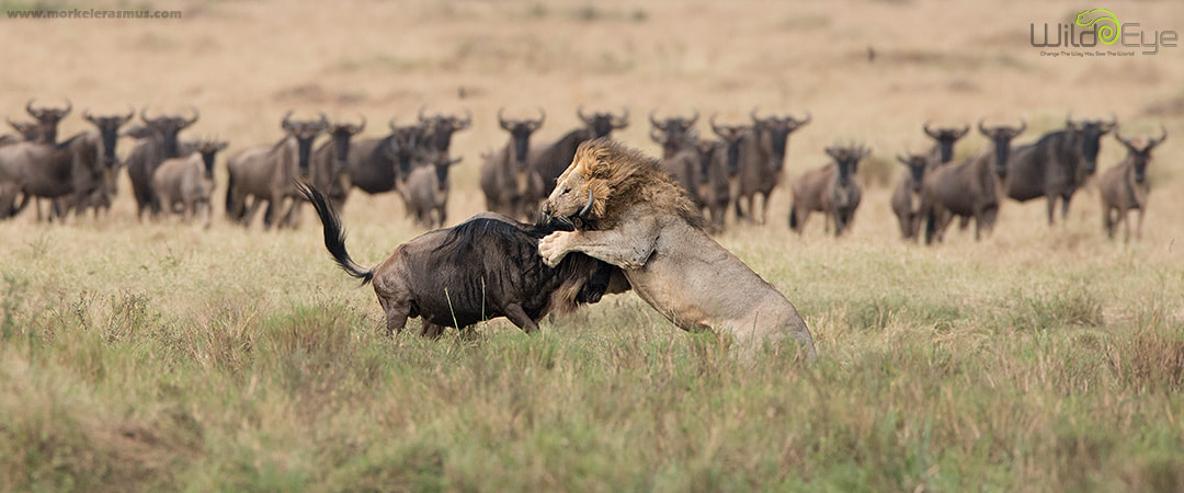 Nikon AF-S Nikkor 400mm F2.8G ED VR II sample photo. Bloodsport photography