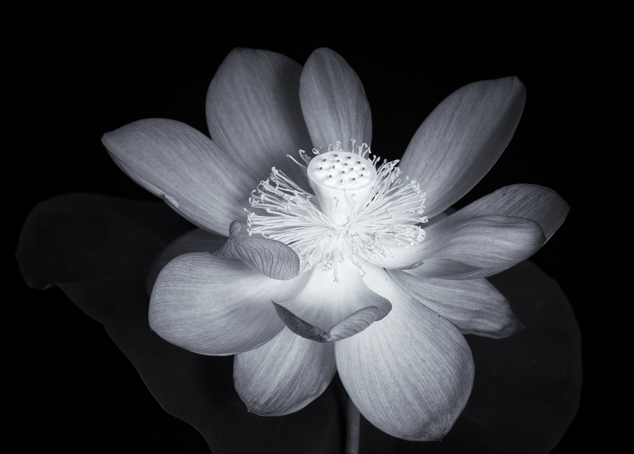 Nikon D300S + Nikon AF Micro-Nikkor 60mm F2.8D sample photo. Lotus flower photography