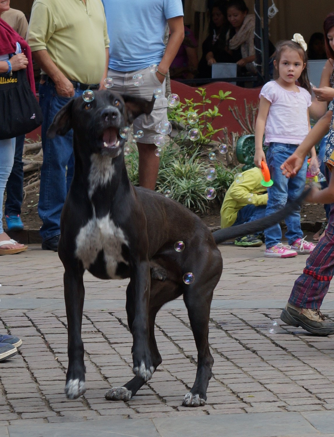 Sony SLT-A57 sample photo. Perro photography